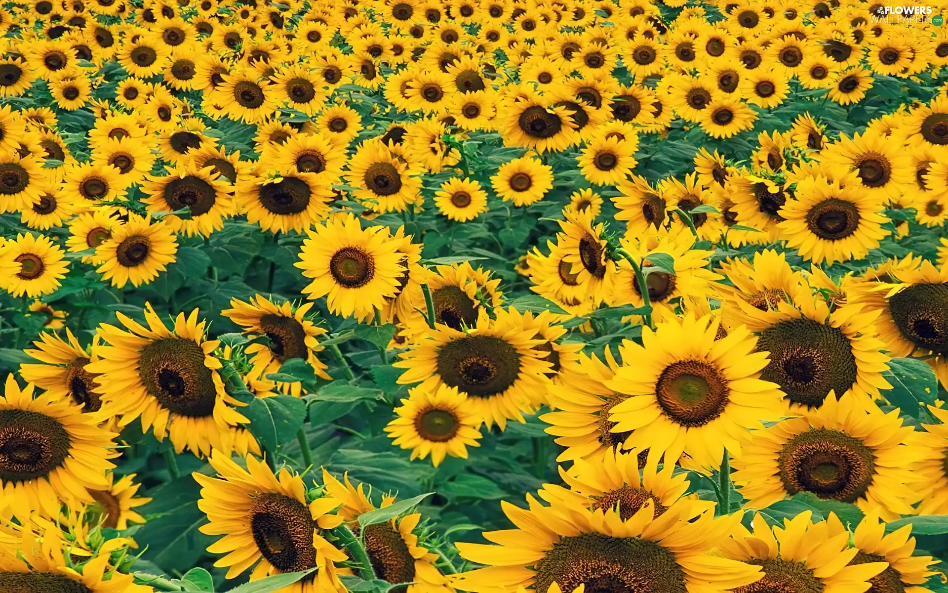 many, sunflowers