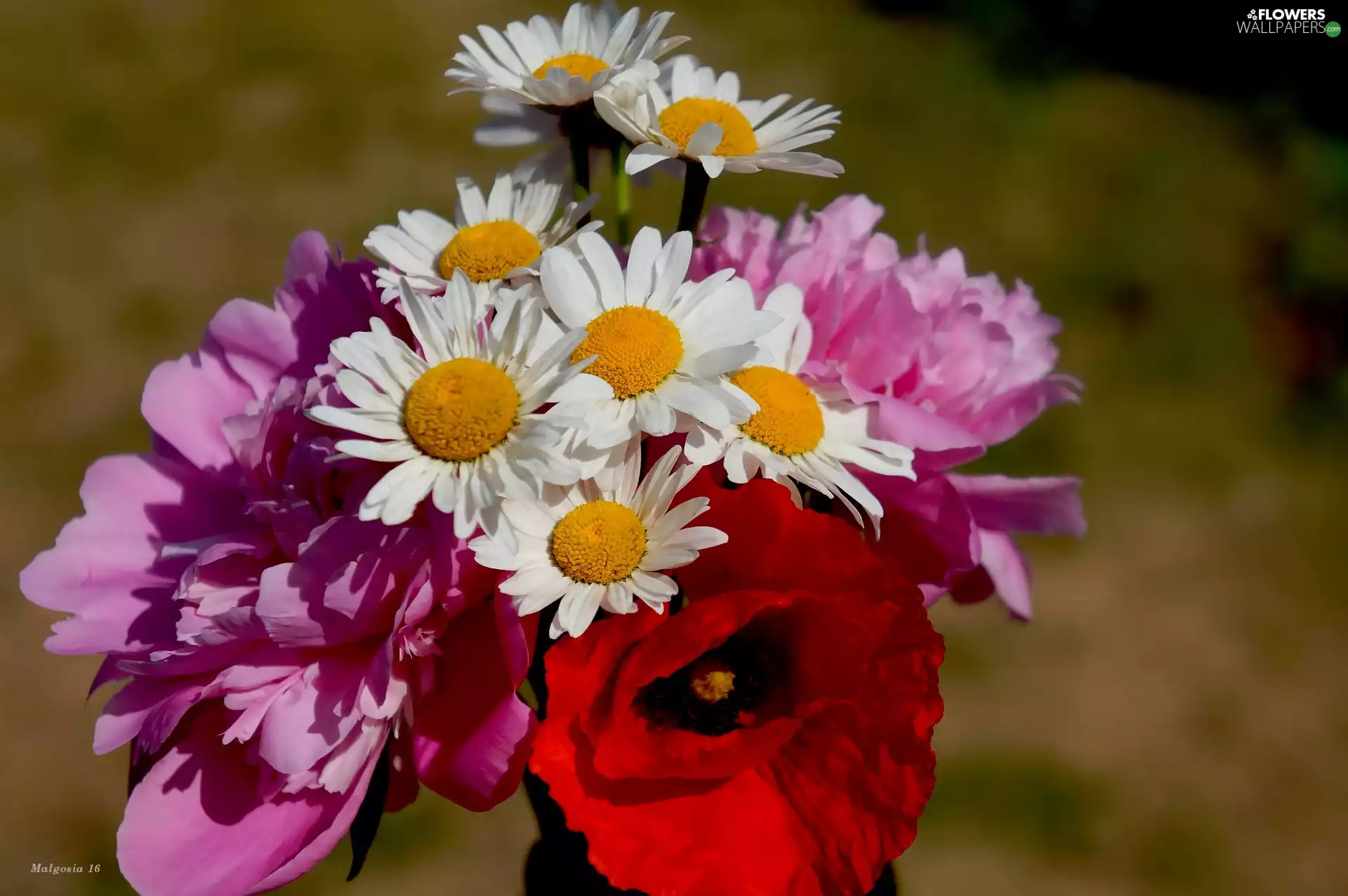 bouquet, Margaret, red weed, Peonies