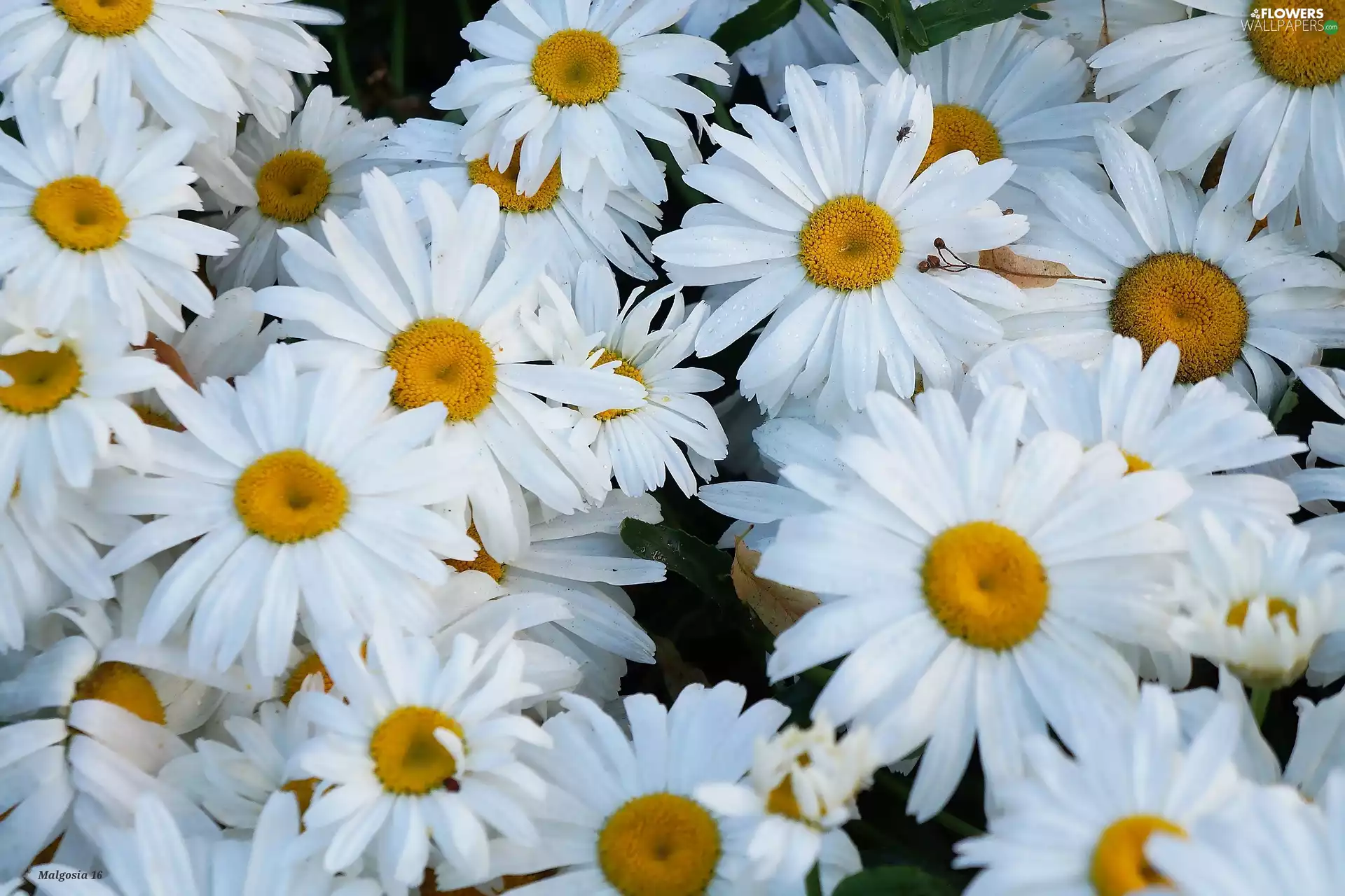 Margaret, Flowers, White