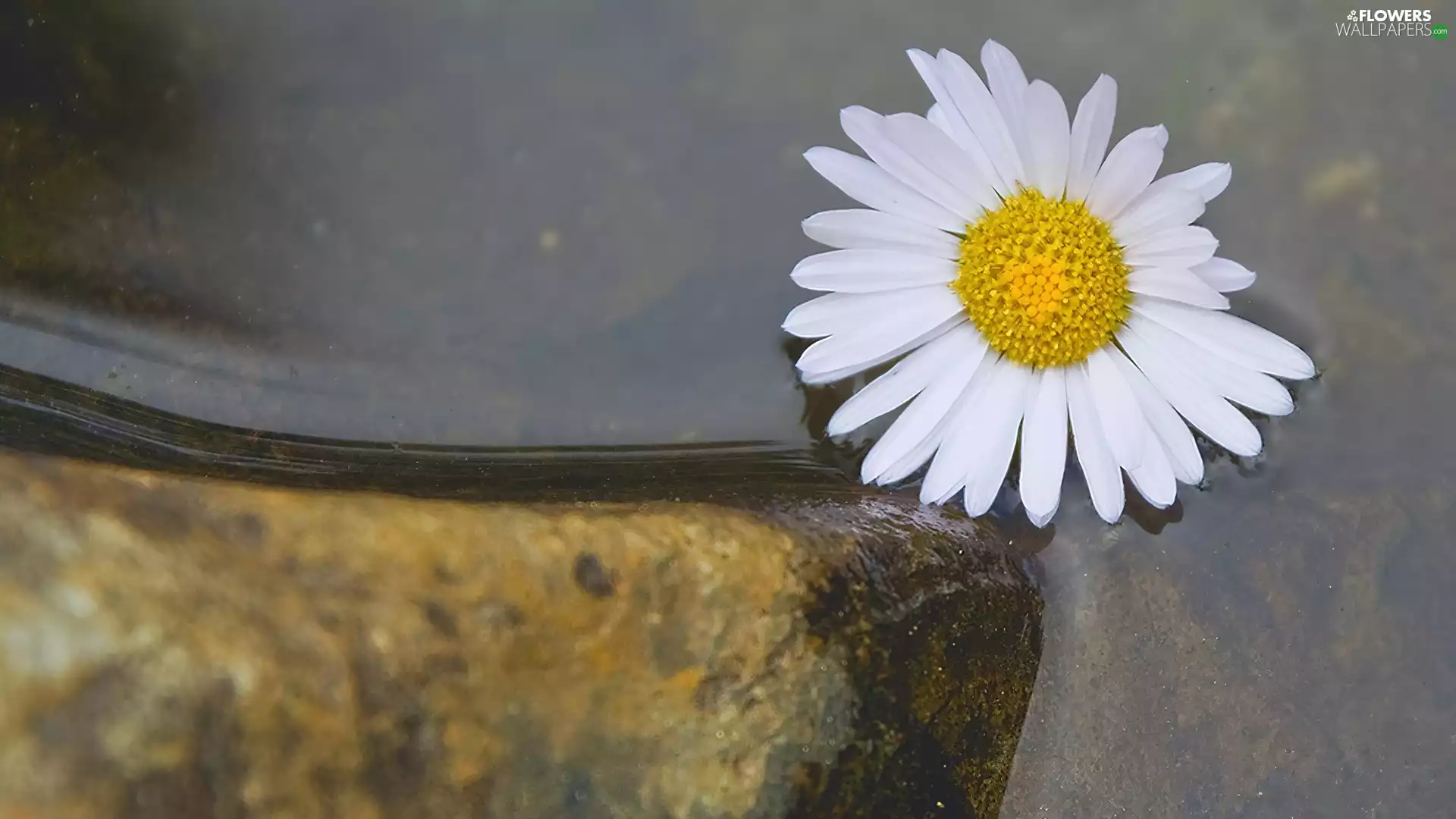 Margaretka, water, Stone