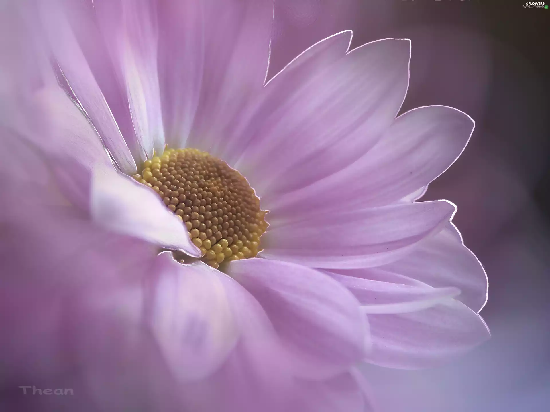 Violet, Margaretka