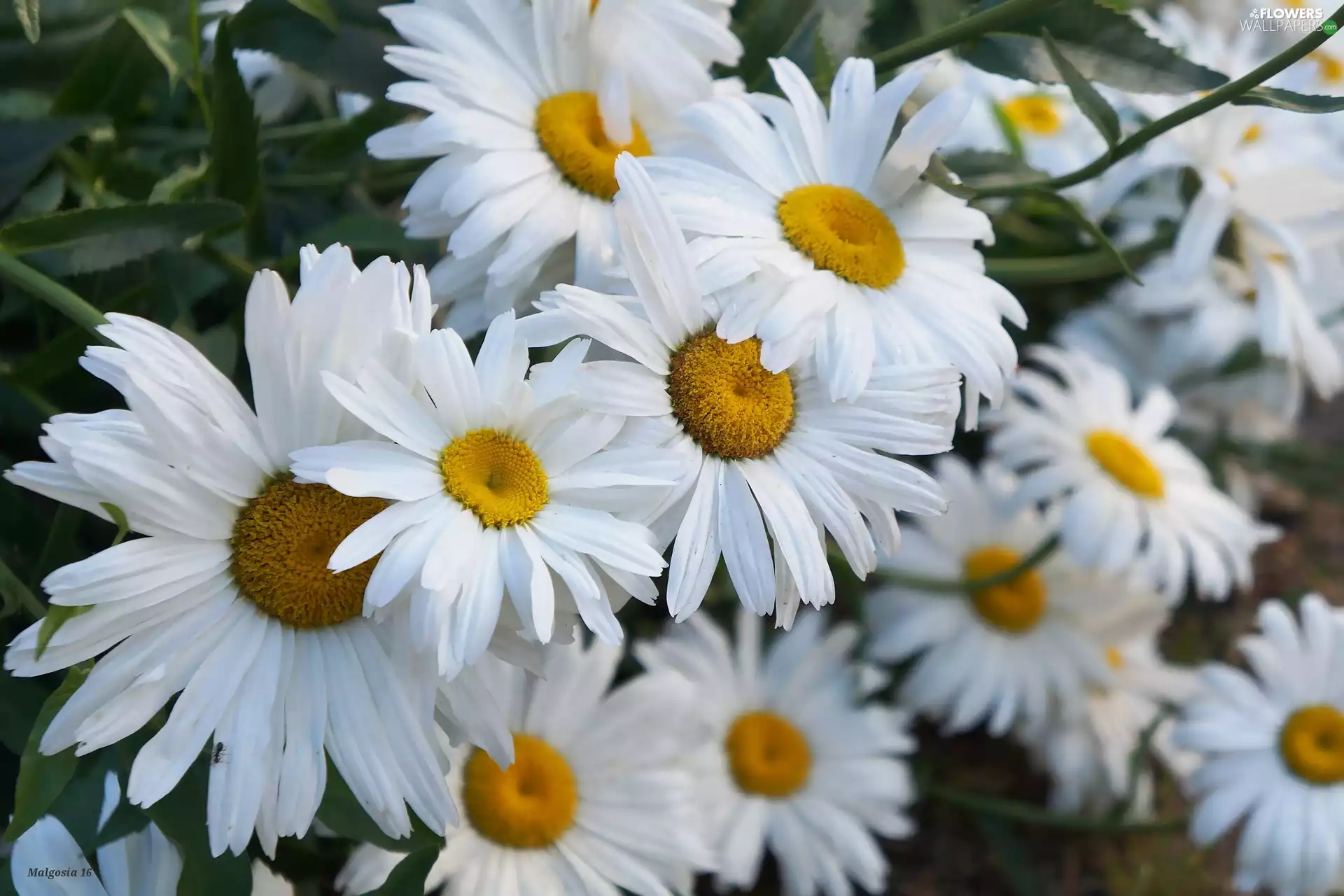 Margarytka, White, Flowers