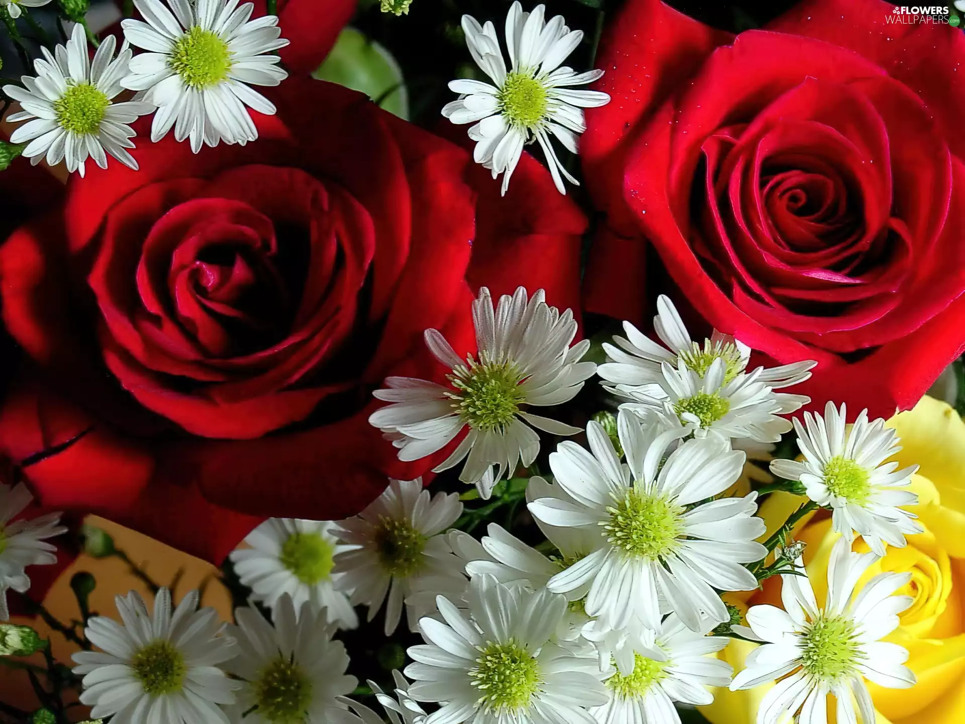 white, marguerites, red, rouge, bouquet