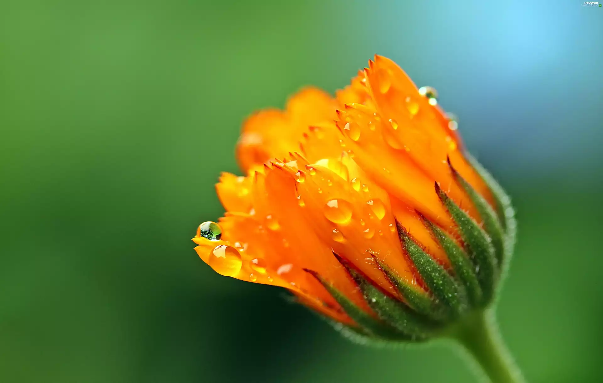 drops, Colourfull Flowers, Marigold