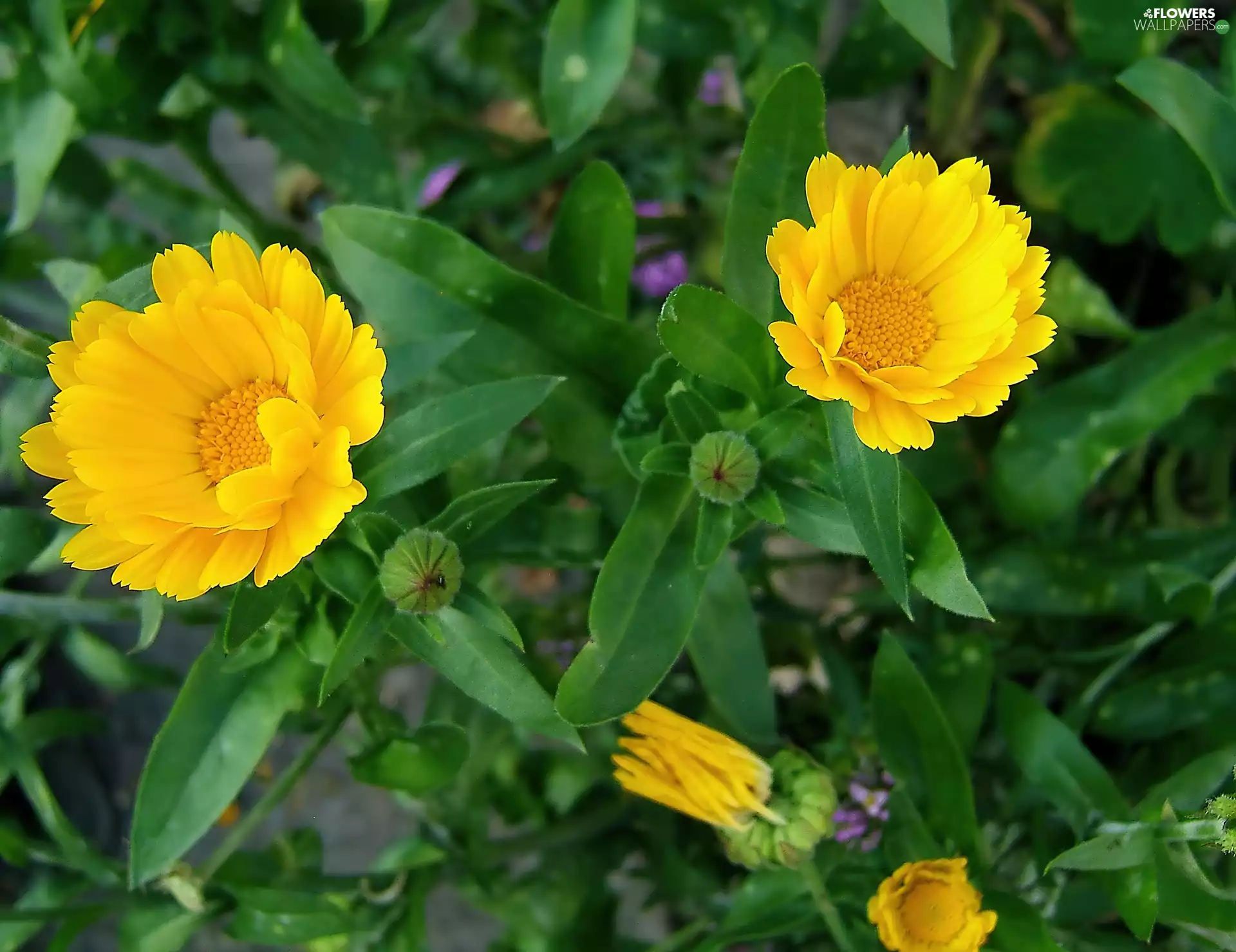 Marigold Medical, leaves