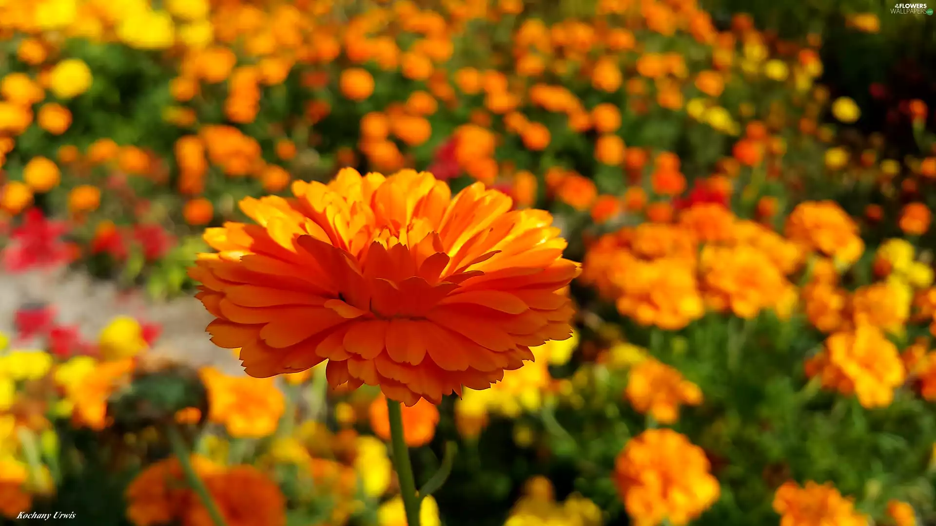 Marigold, Tagetes