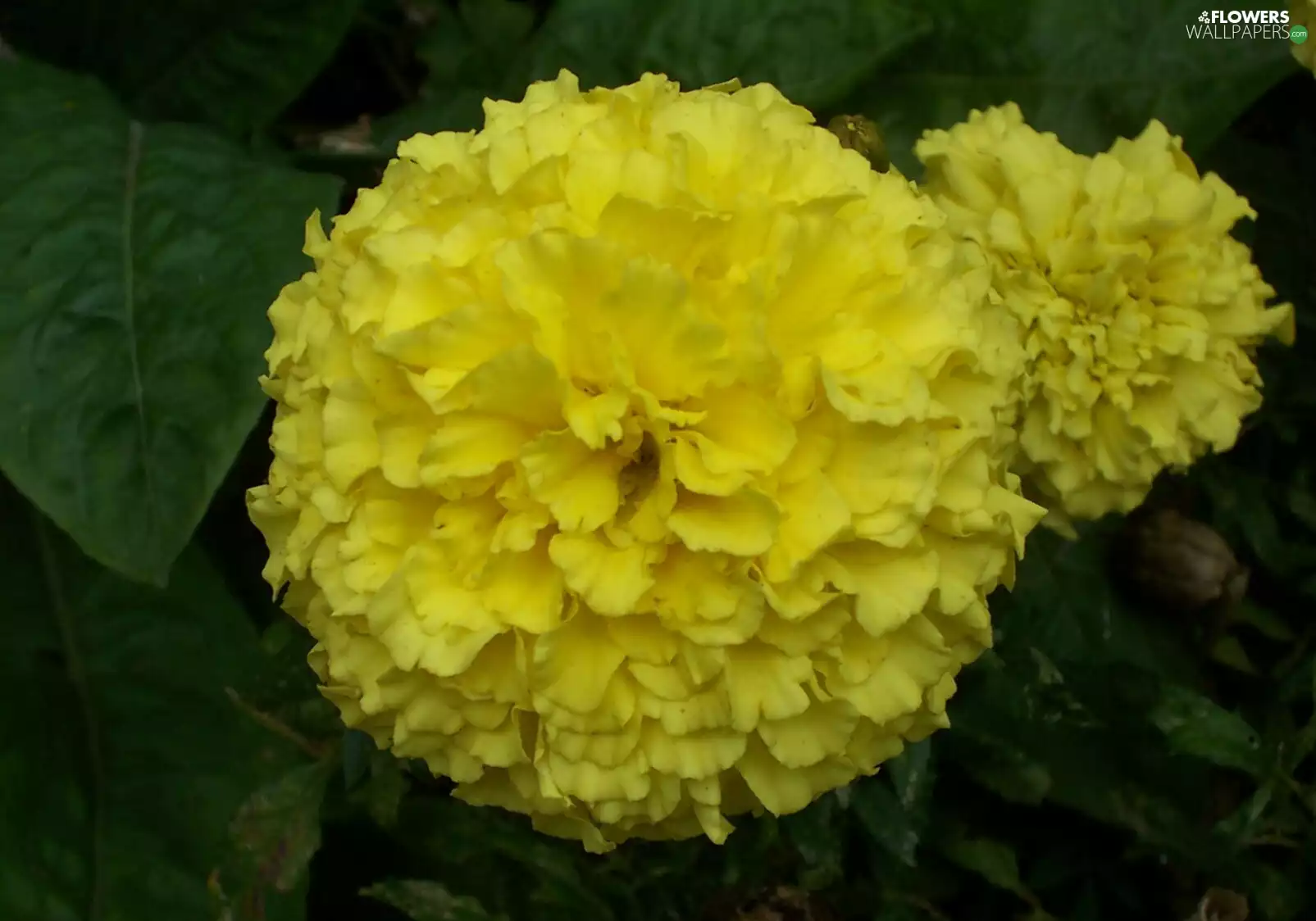 Yellow Honda, marigold was