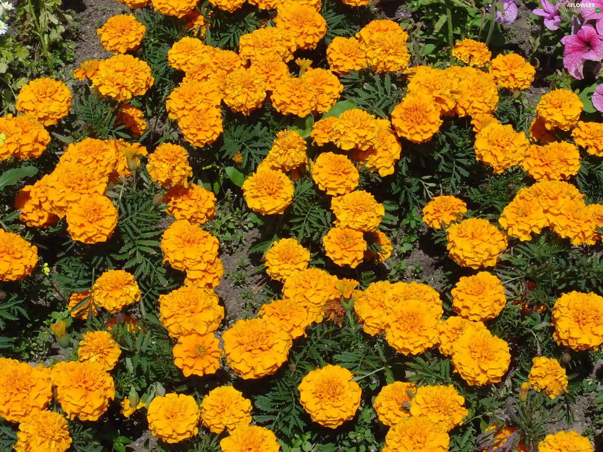 Yellow, marigold