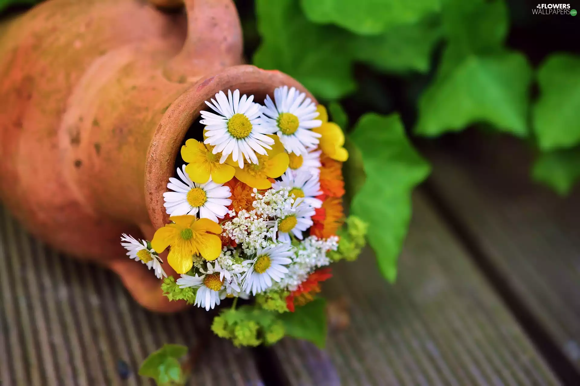 daisies, earthen, pitcher, marigolds