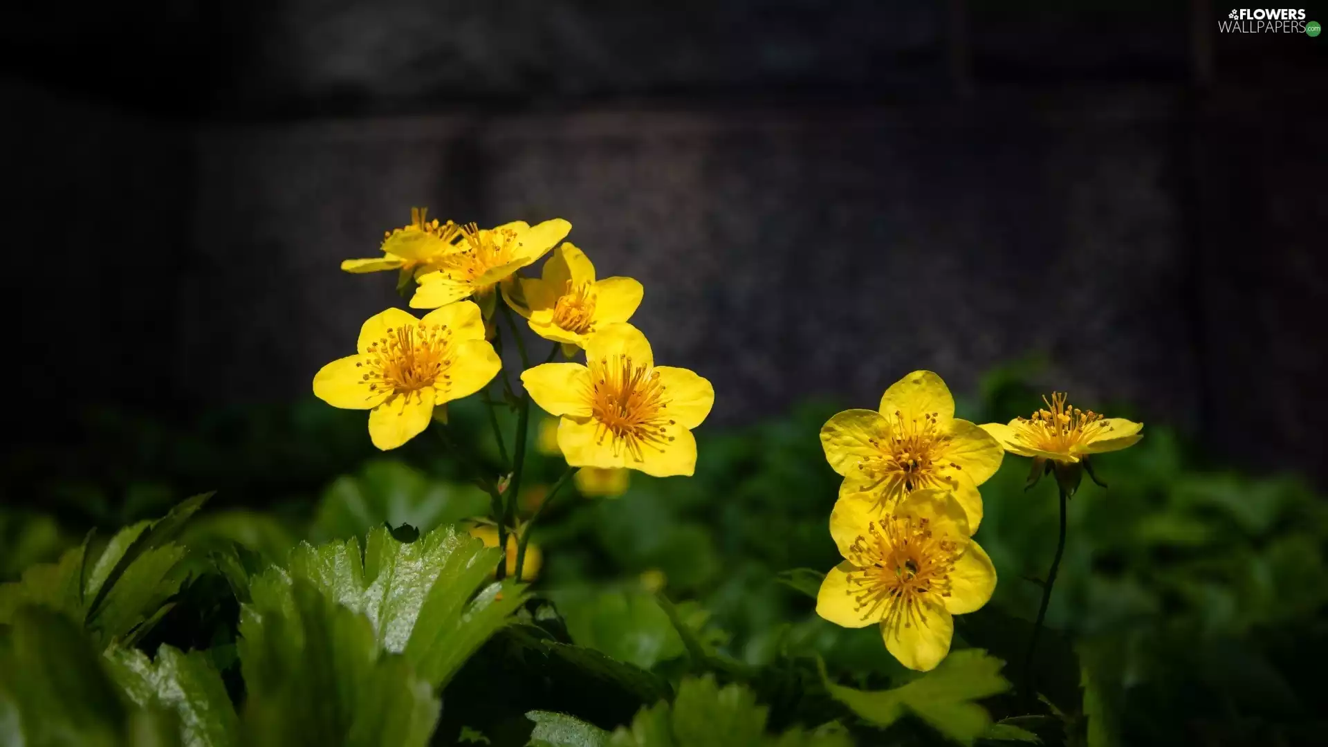 marigolds, Yellow, Flowers