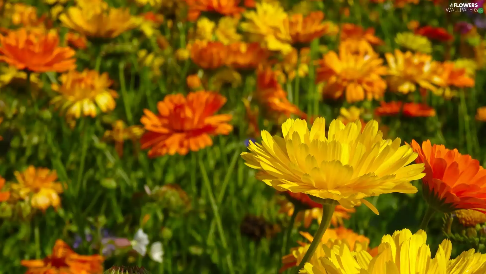 Marigolds, Orange, Yellow