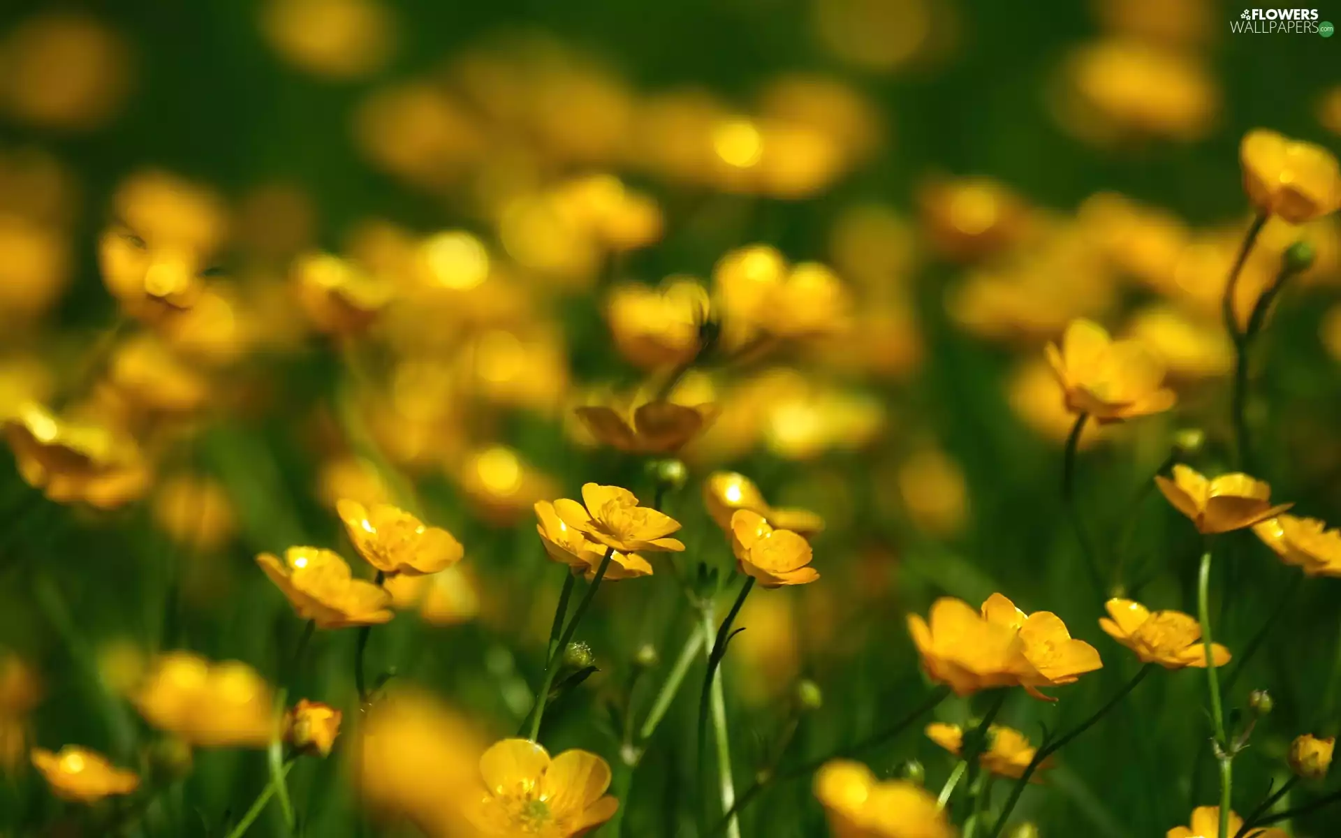 marigolds