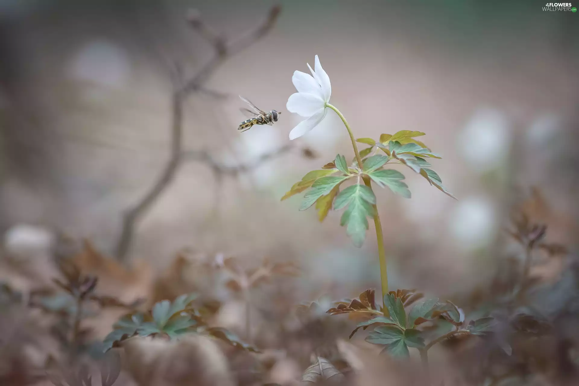 Colourfull Flowers, Insect, Marmalade Hoverfly, anemone