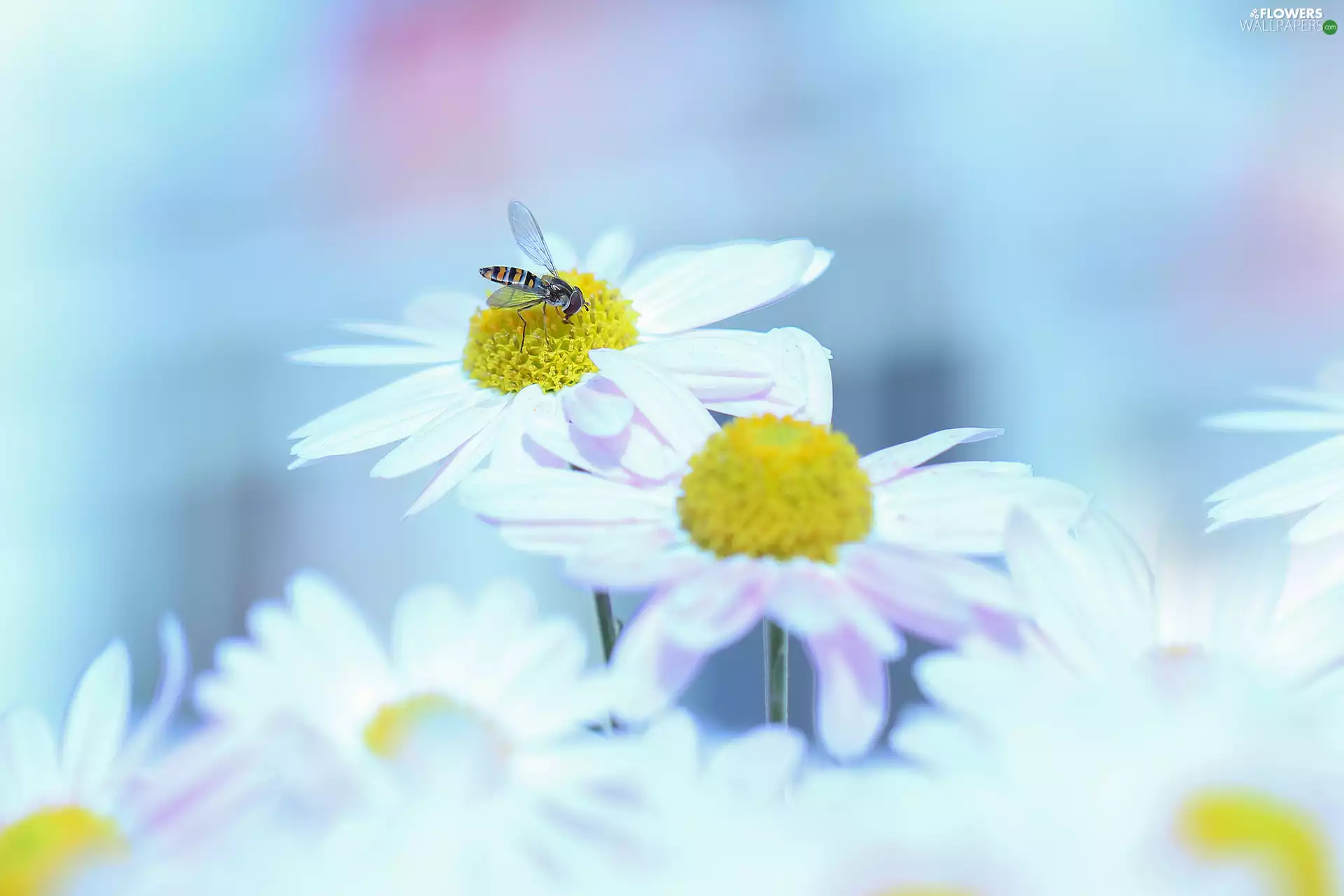 Dendranthema Zawadskii, Insect, Marmalade Hoverfly, Flowers