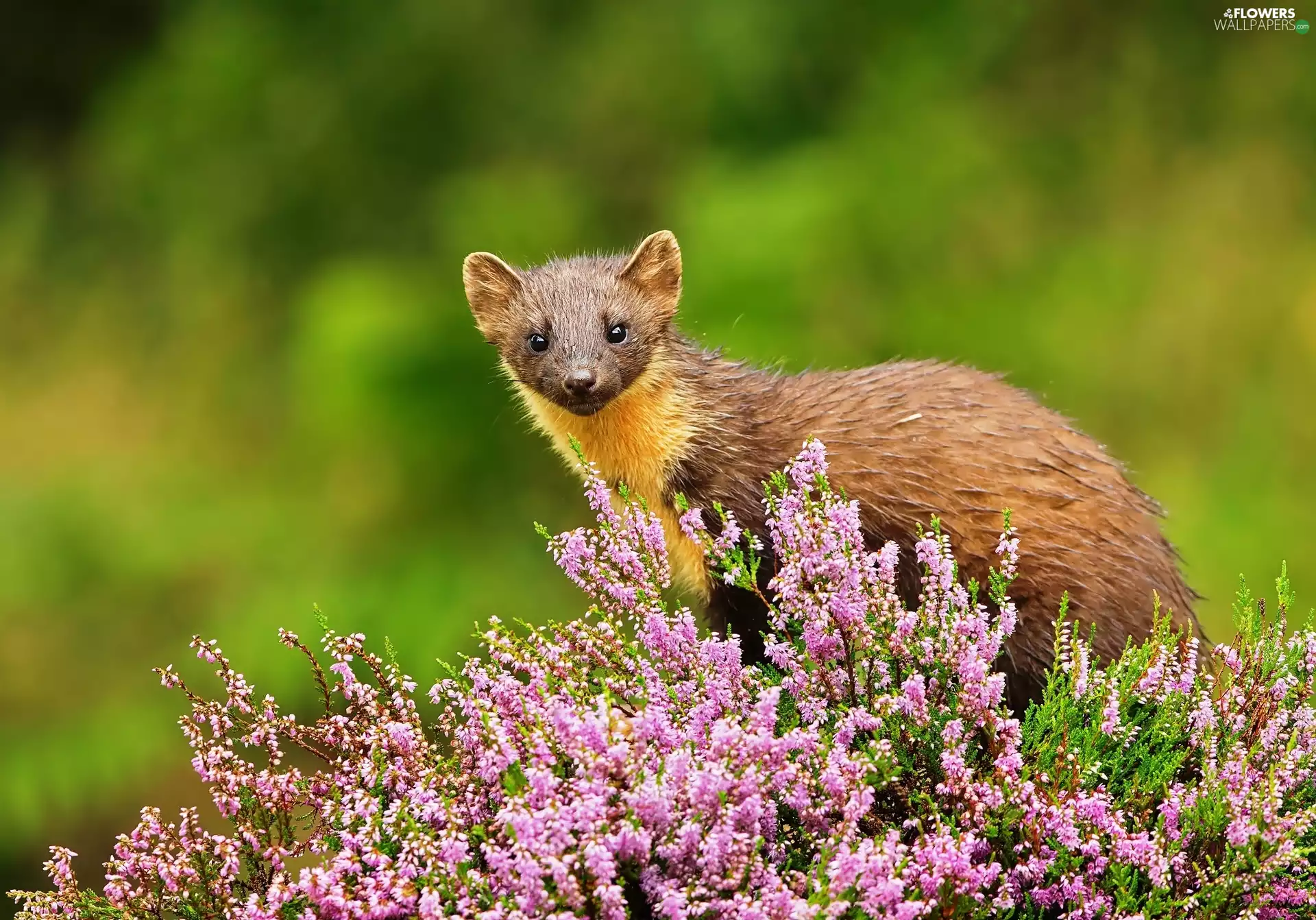 marten, Flowers