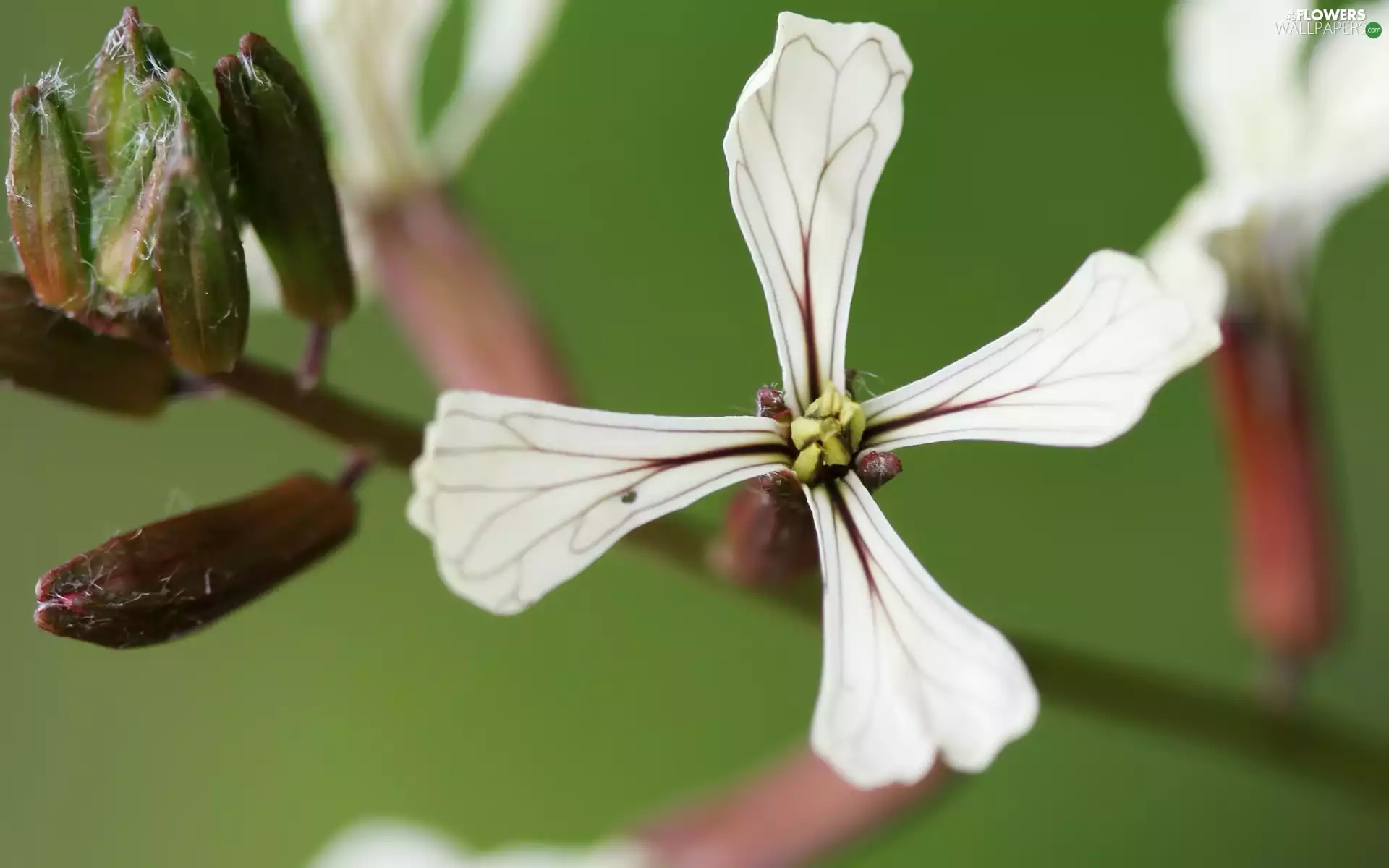 Matthiola, White, Flowers
