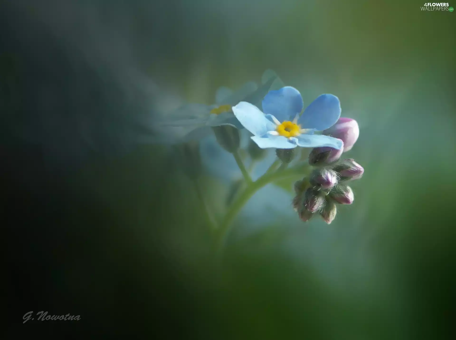 forget-me-not