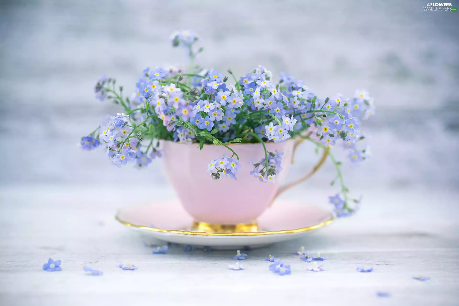 Forget-me-not, decoration, cup