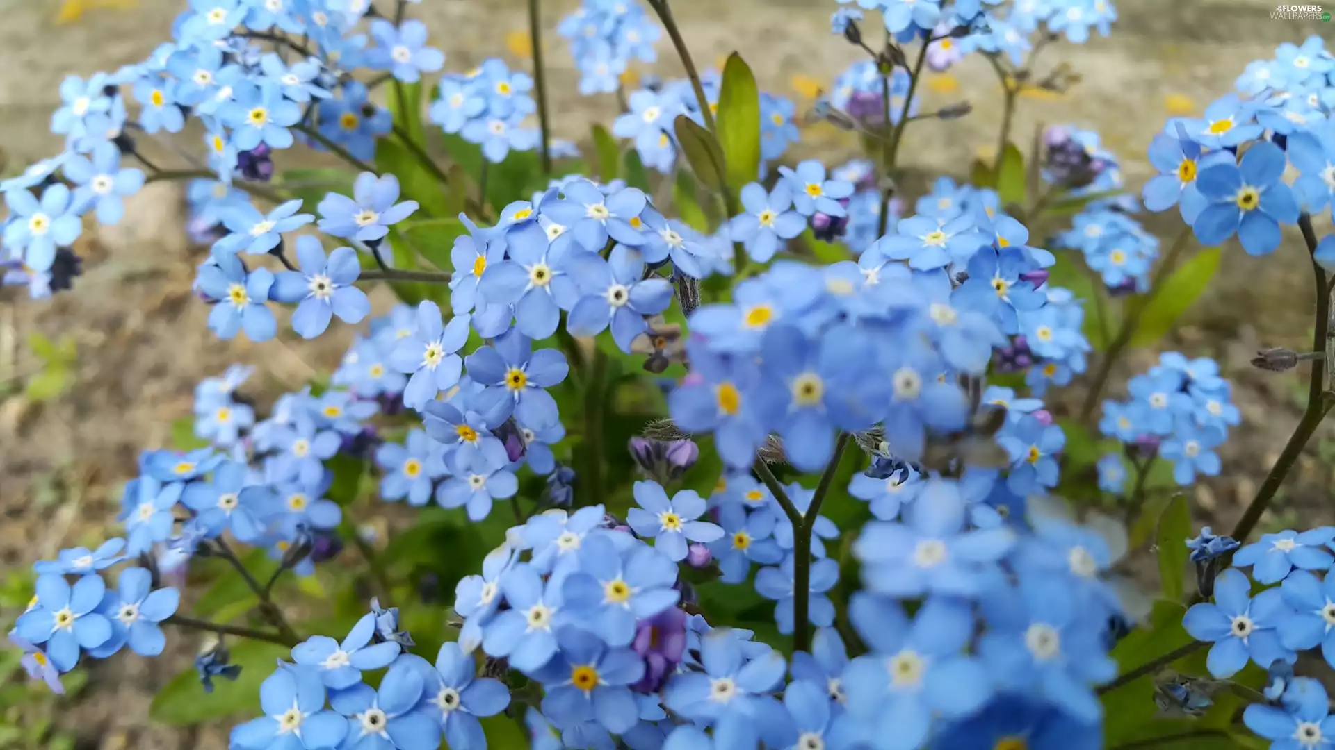 forget-me-not, Blue, Flowers