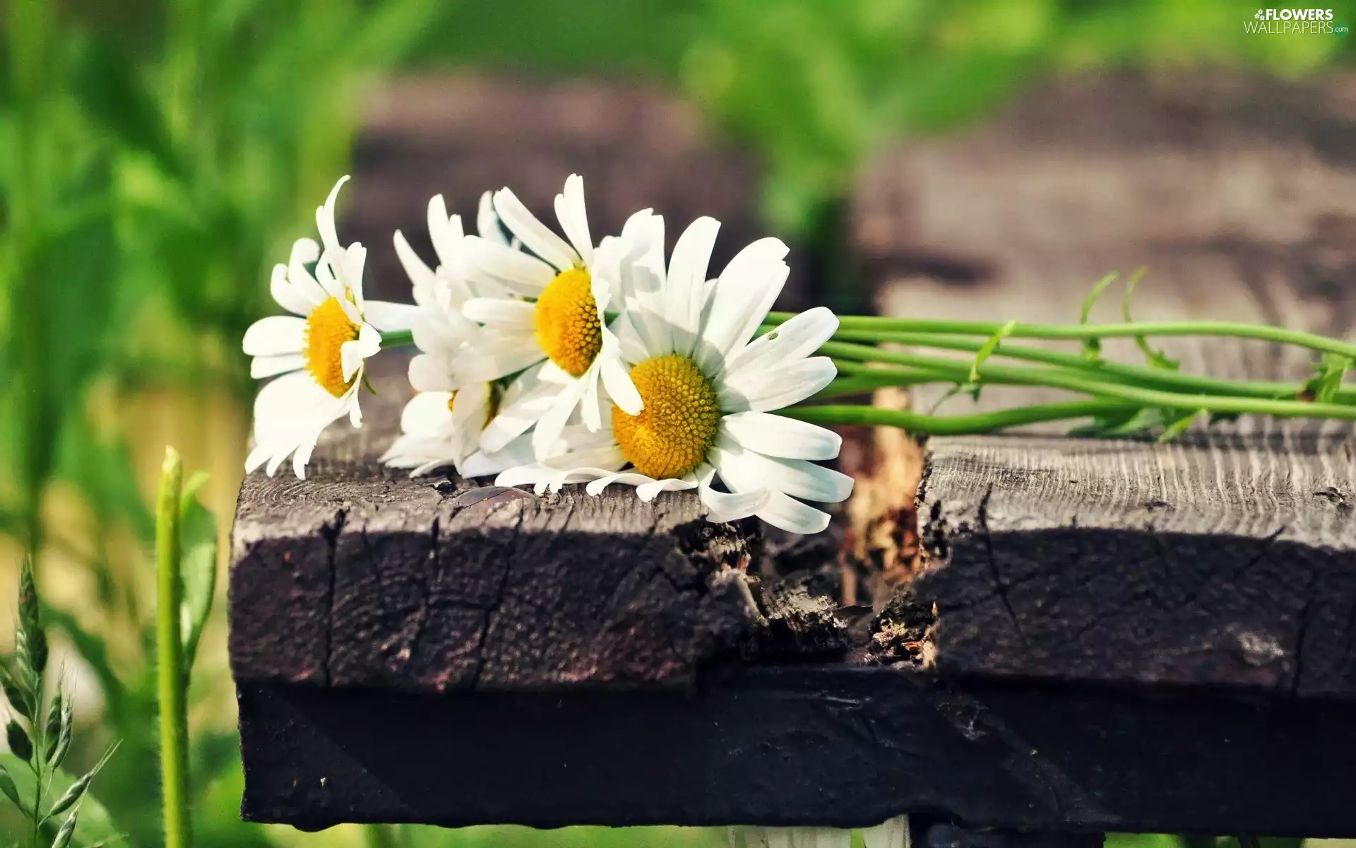 Meadow, daisy, Bench