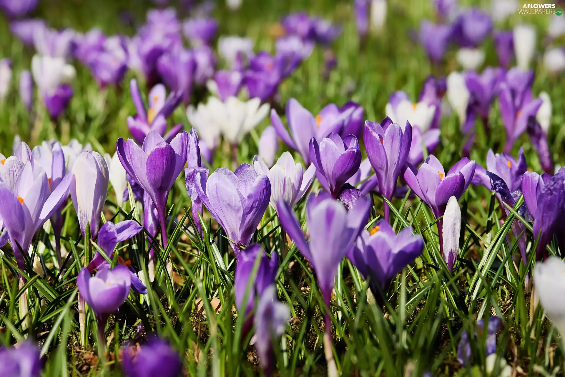 blurry background, crocuses, Meadow