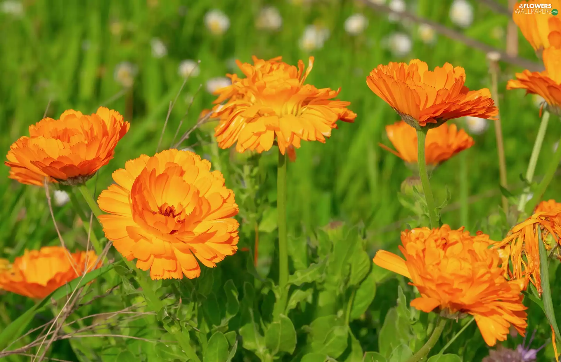 blurry background, Marigold, Meadow