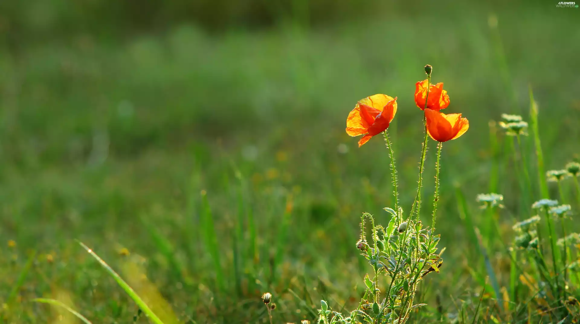 flourishing, Meadow, blurry background, papavers