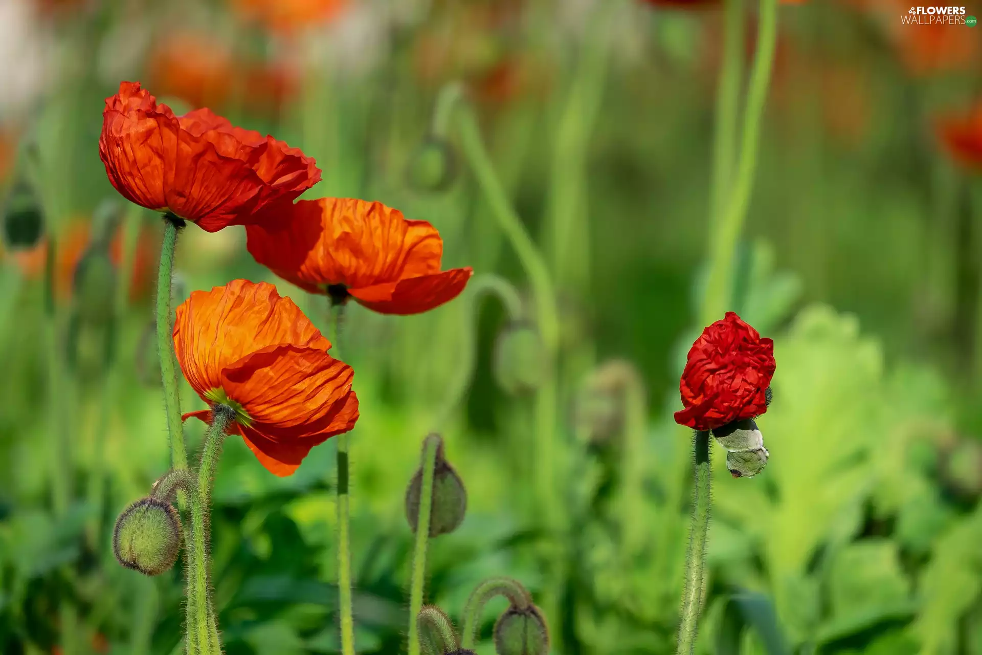 Flowers, Meadow, blurry background, papavers