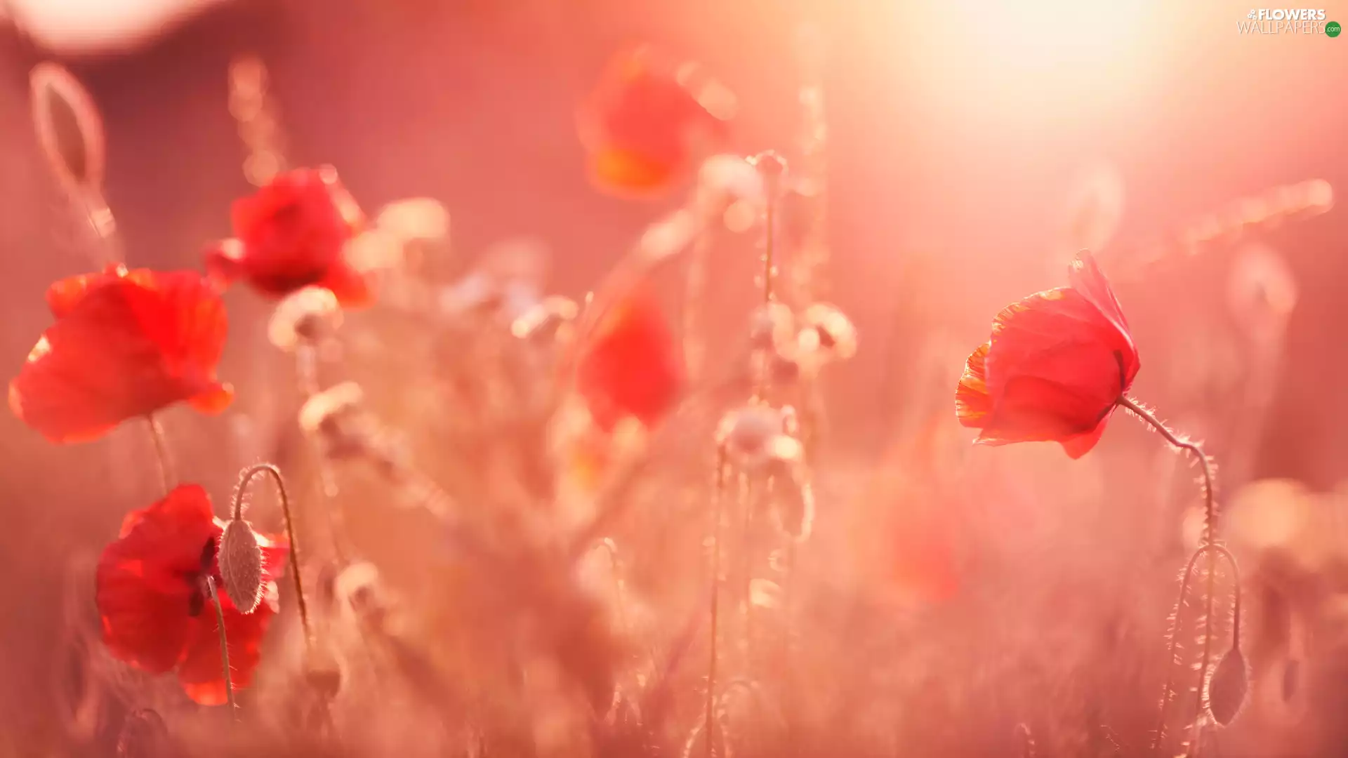 Meadow, papavers, Buds