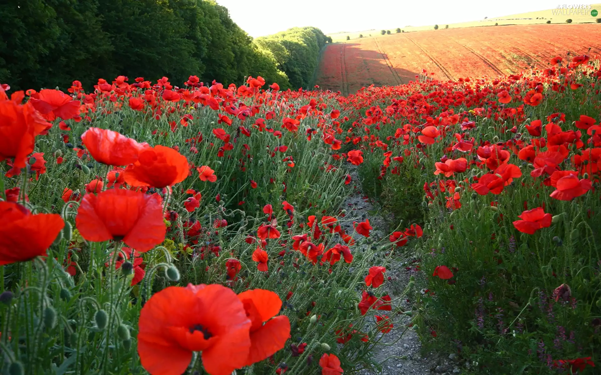 grass, papavers, viewes, Meadow, trees, Buds