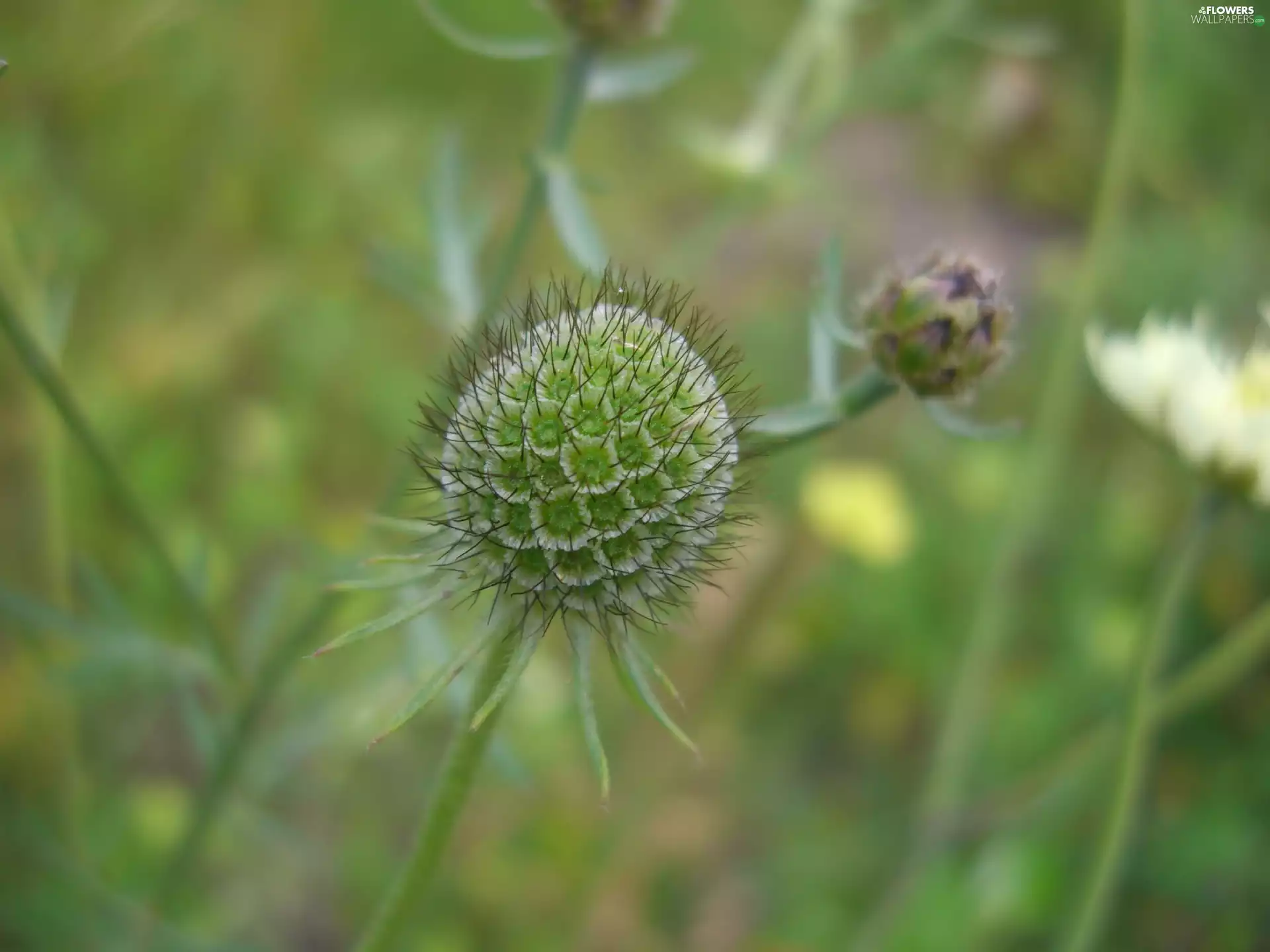 Chaber, bud, Close, meadow