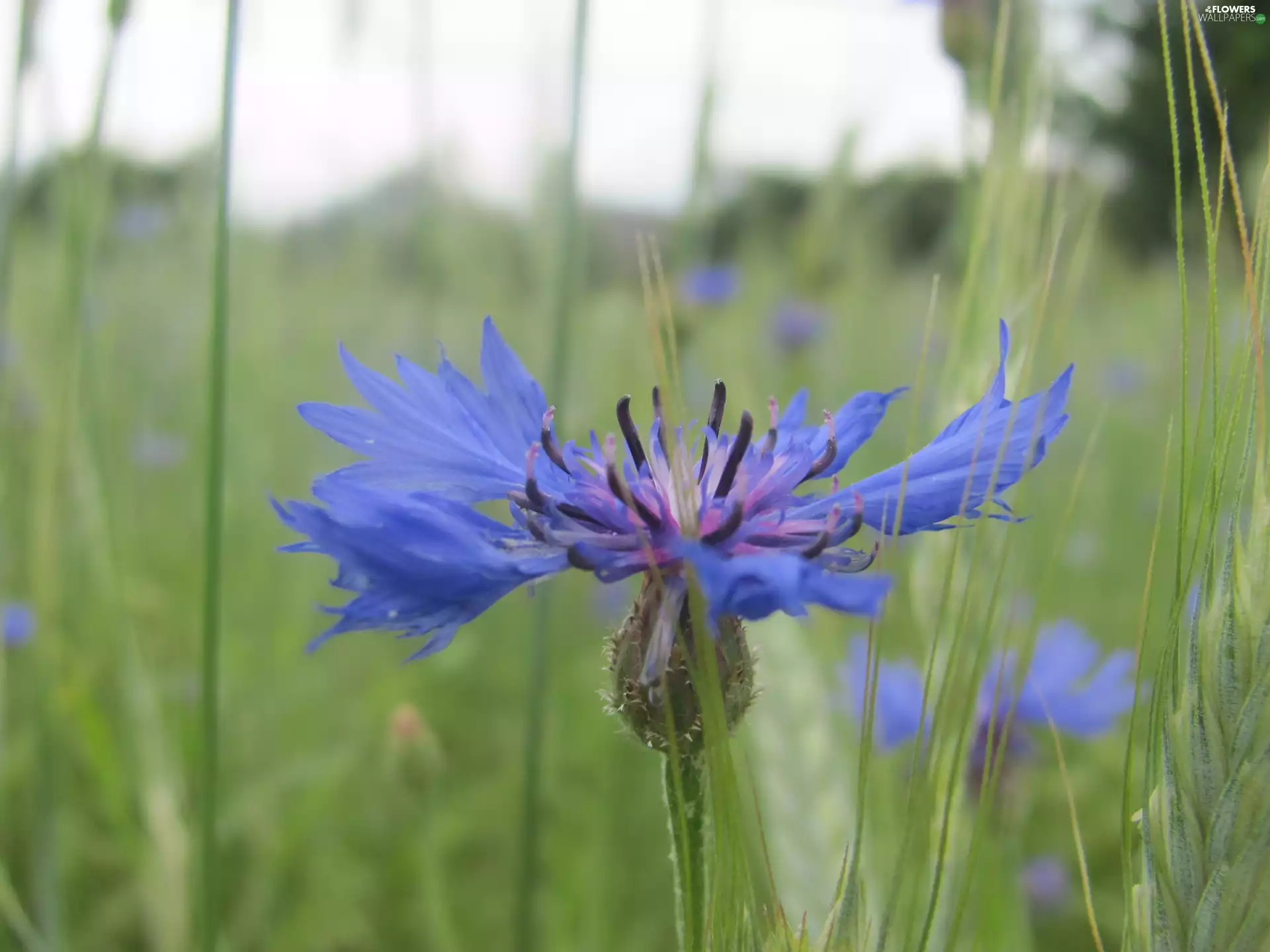 Chaber, Colourfull Flowers, Meadow, blue