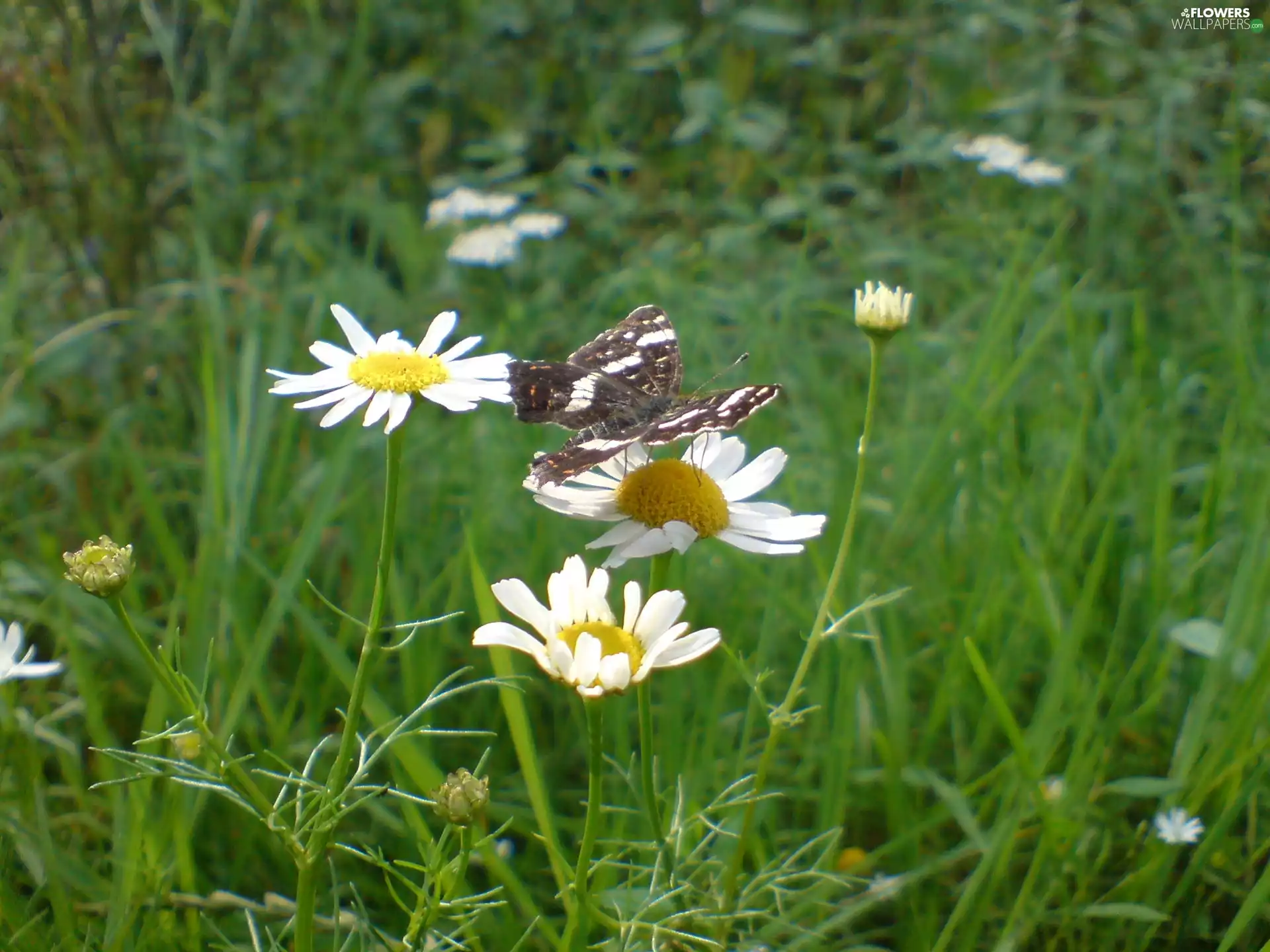 Chamomile Common, butterfly, Meadow
