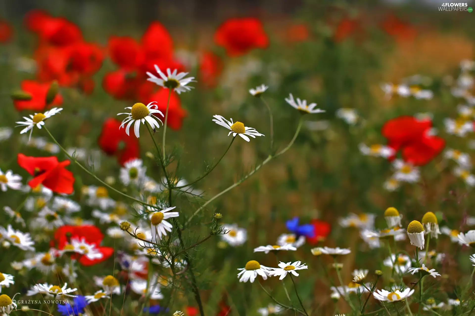 chamomile, Flowers, Meadow, White