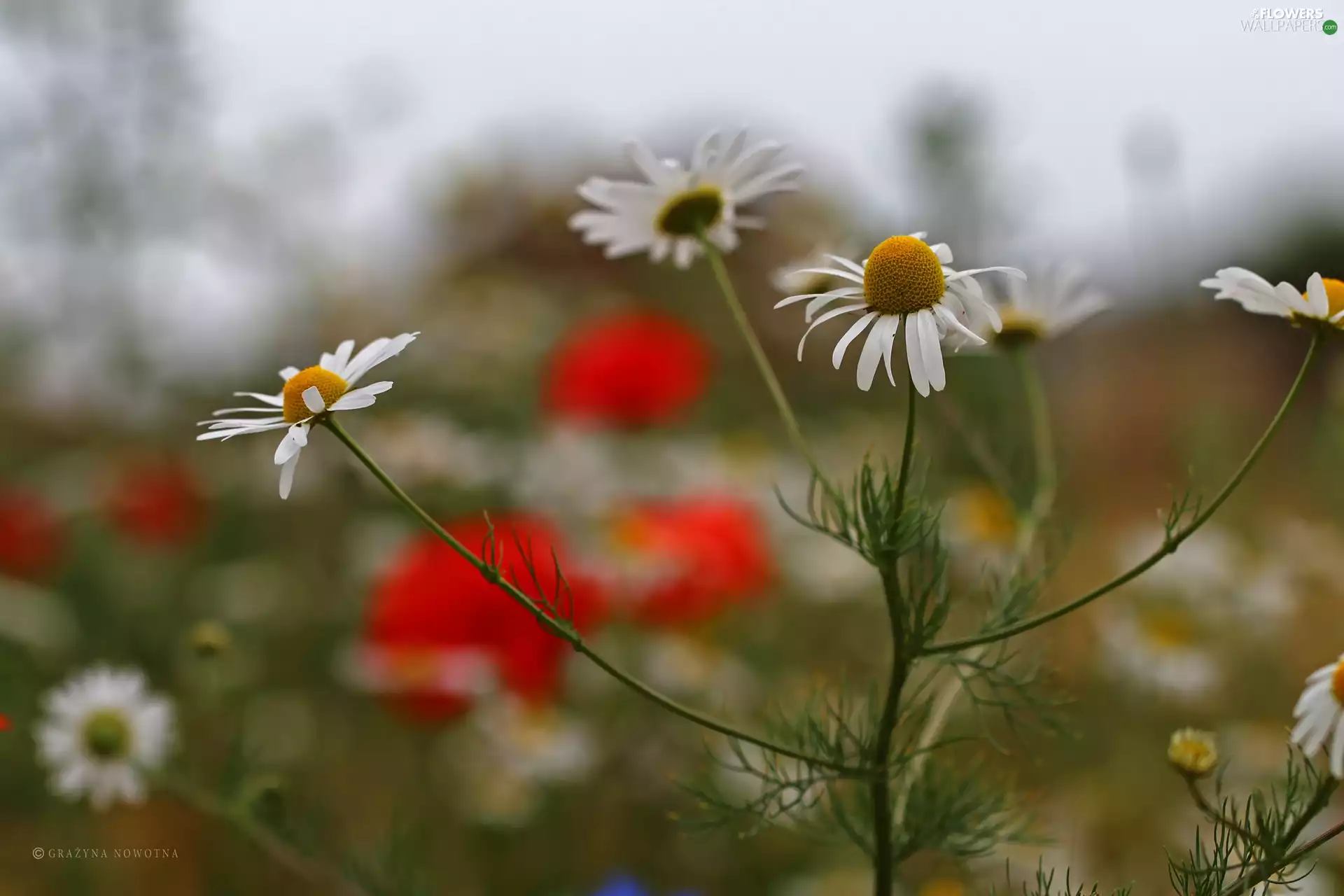 chamomile, Flowers, Meadow, White