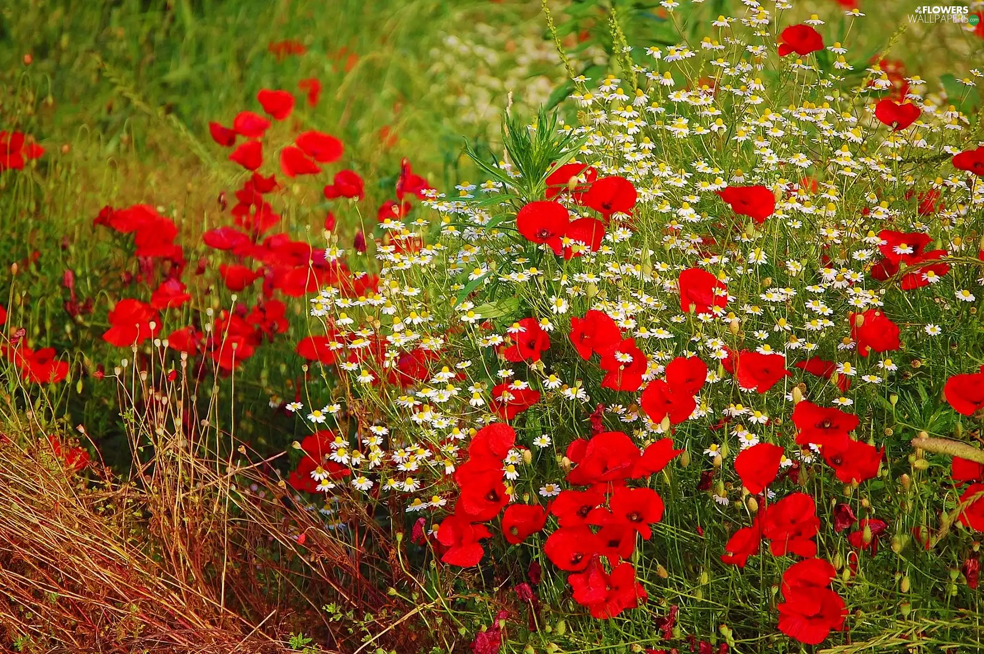 Meadow, papavers, chamomile