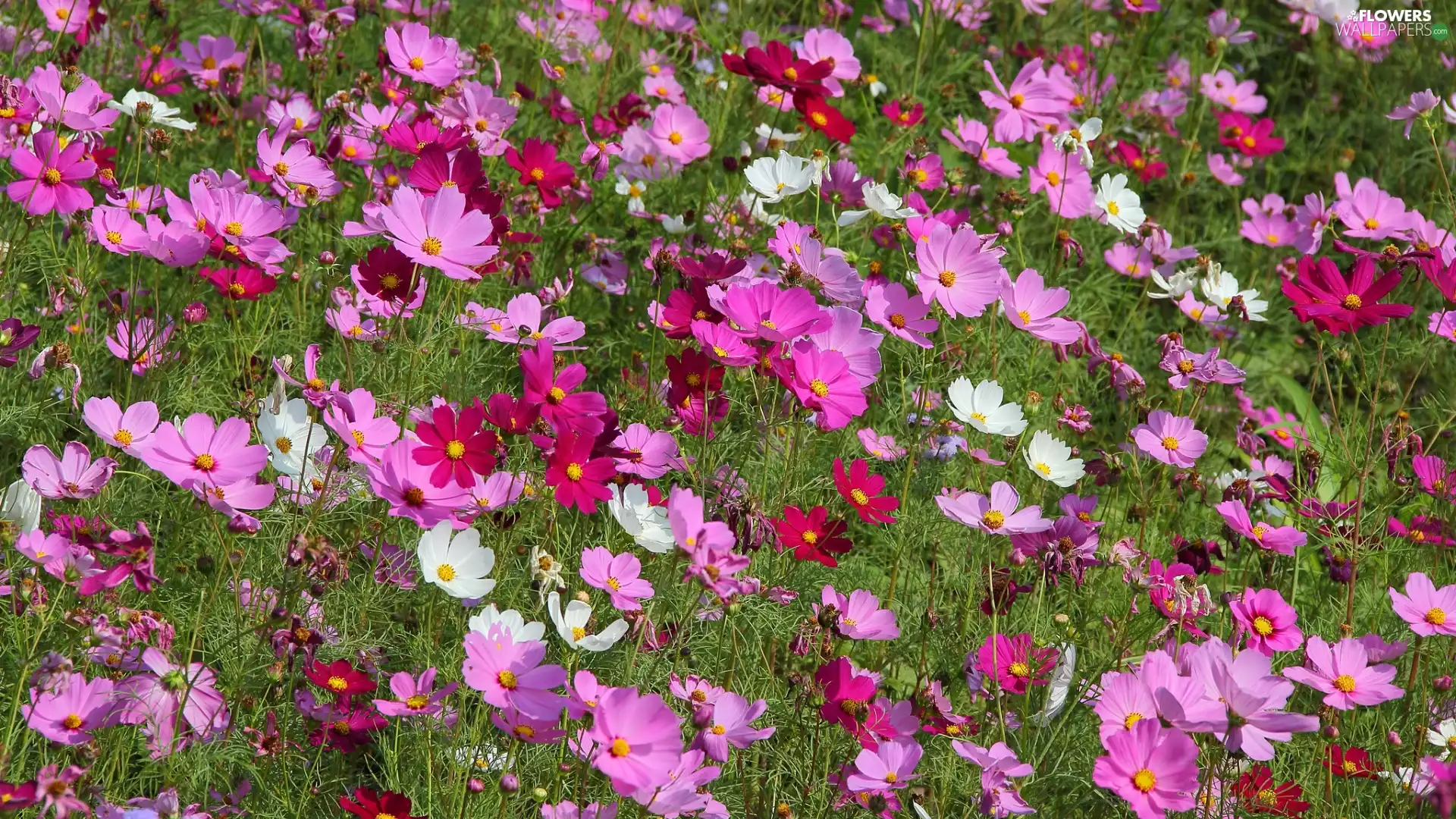 color, Cosmos, Meadow, Flowers