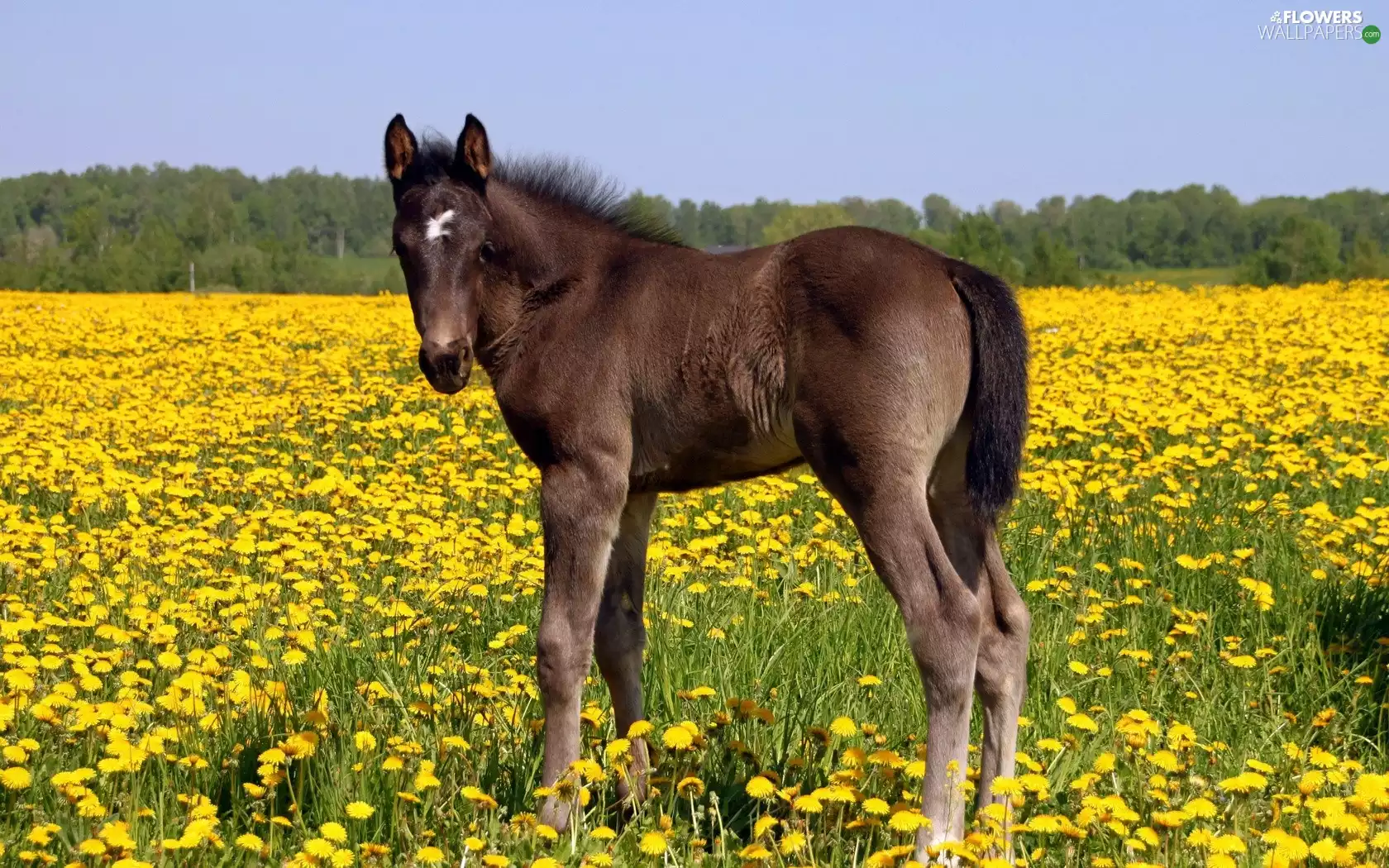 Colt, nuns, common, Meadow