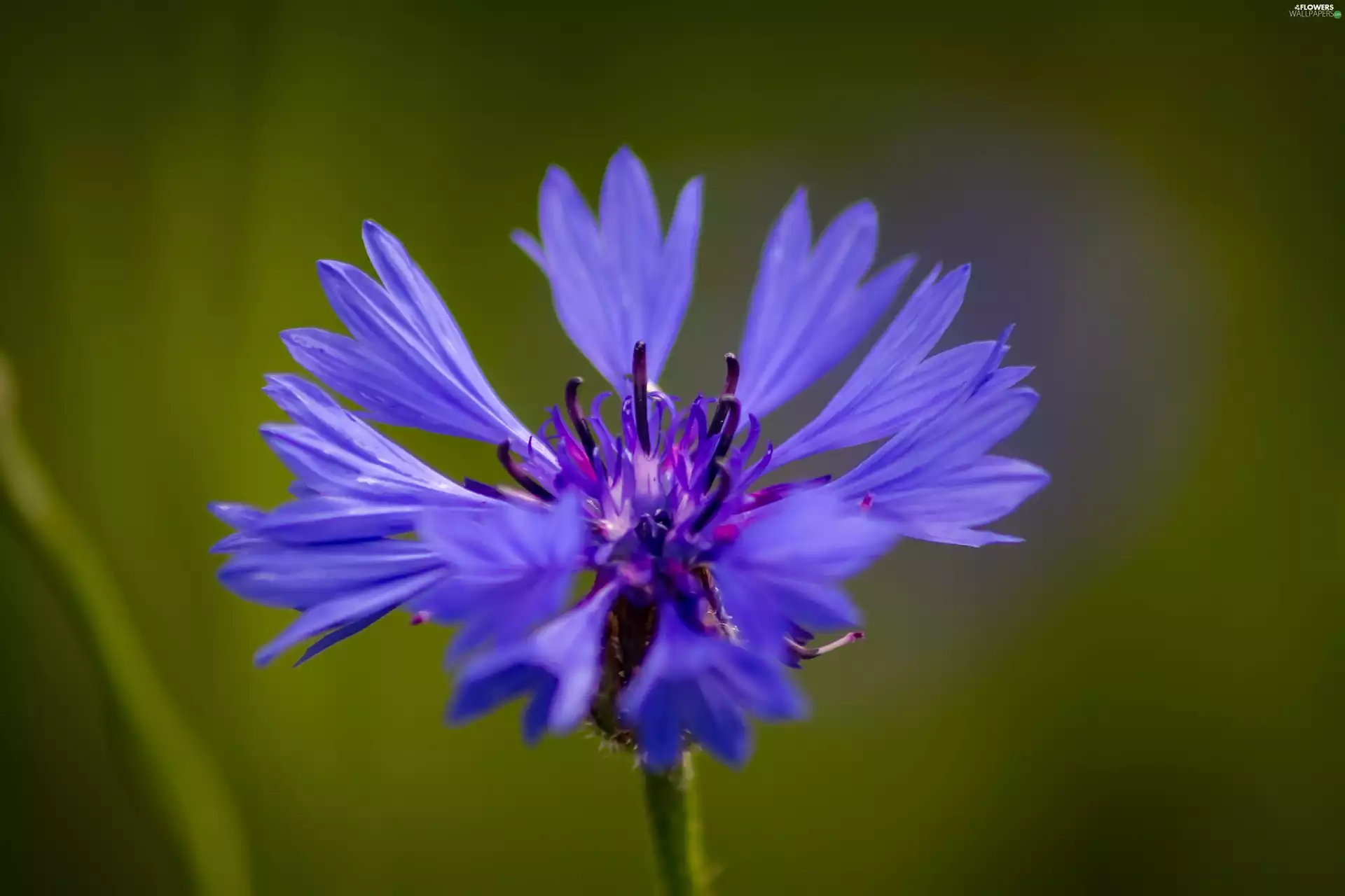 Meadow Cornflower