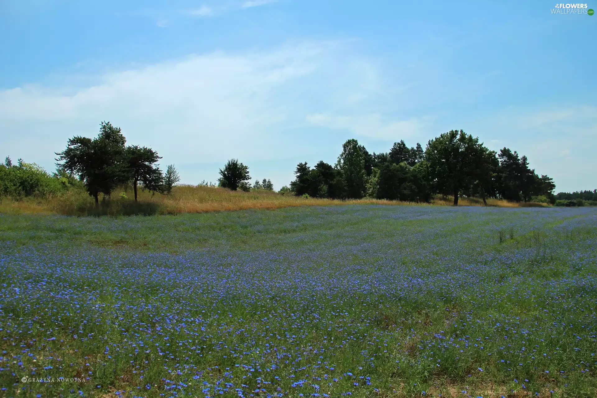 Meadow, Field, cornflowers