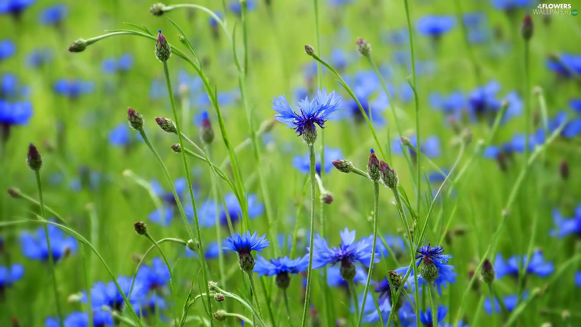 Meadow, flourishing, cornflowers