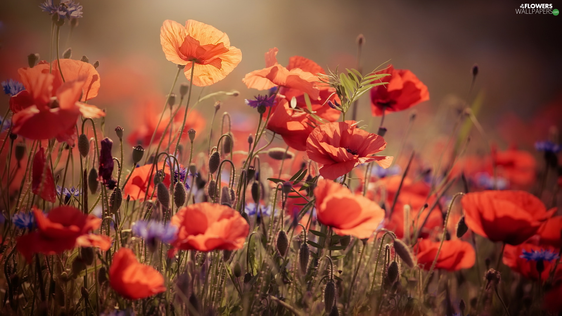 Meadow, papavers, cornflowers