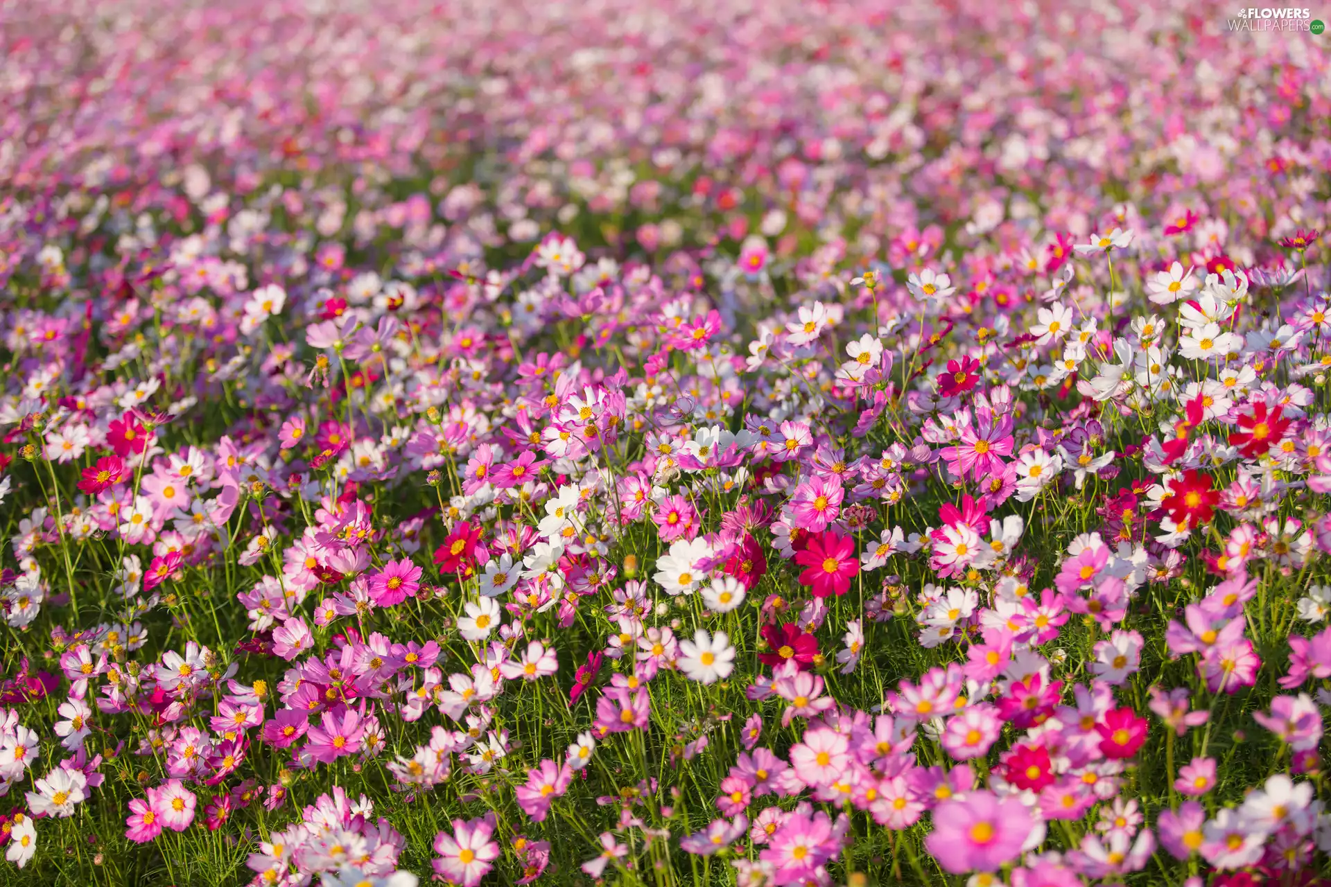 Meadow, Flowers, Cosmos