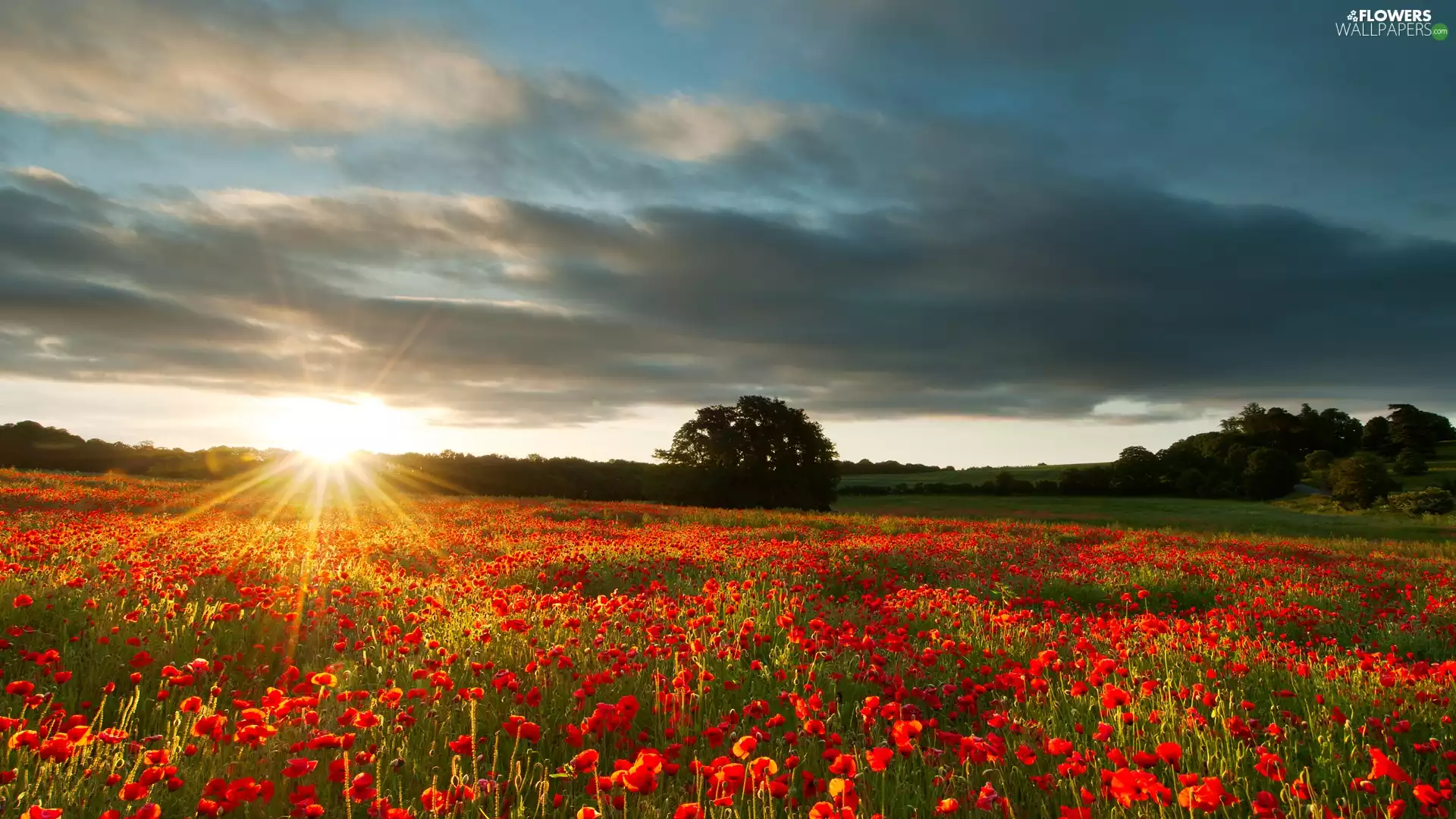 Meadow, papavers, viewes, Sunrise, trees, Kent County, England, clouds