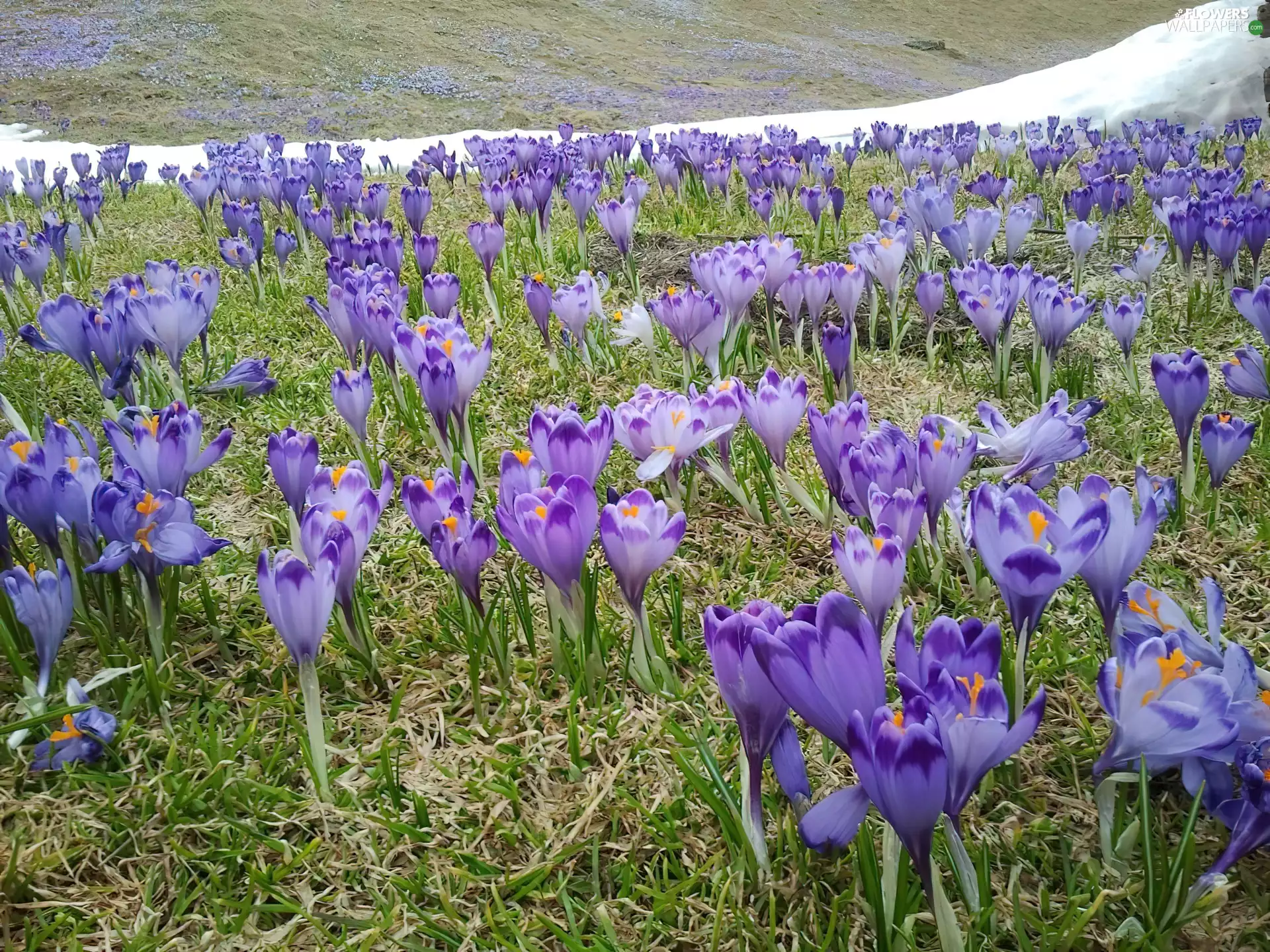 Meadow, crocuses
