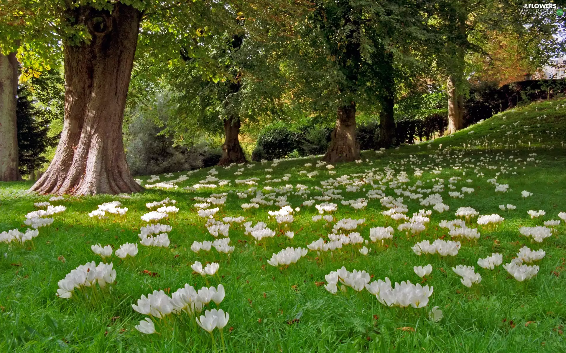 crocuses, Park, England, Meadow