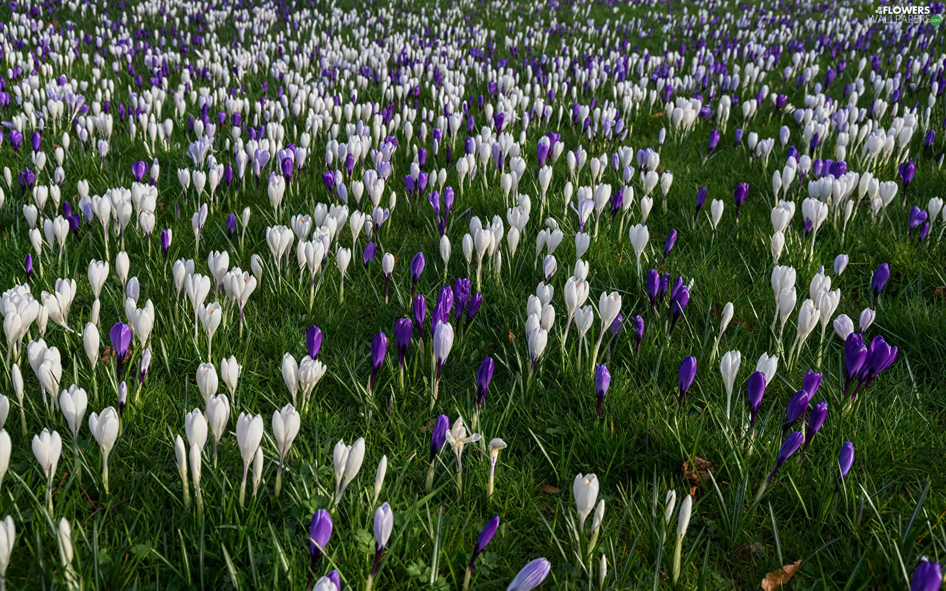 Blue, Meadow, crocuses, White, Flowers