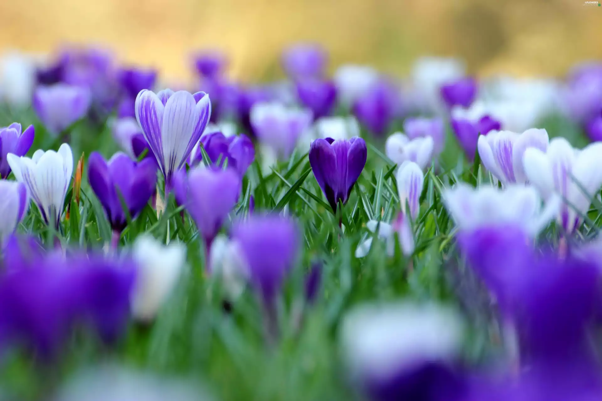 crocuses, Meadow