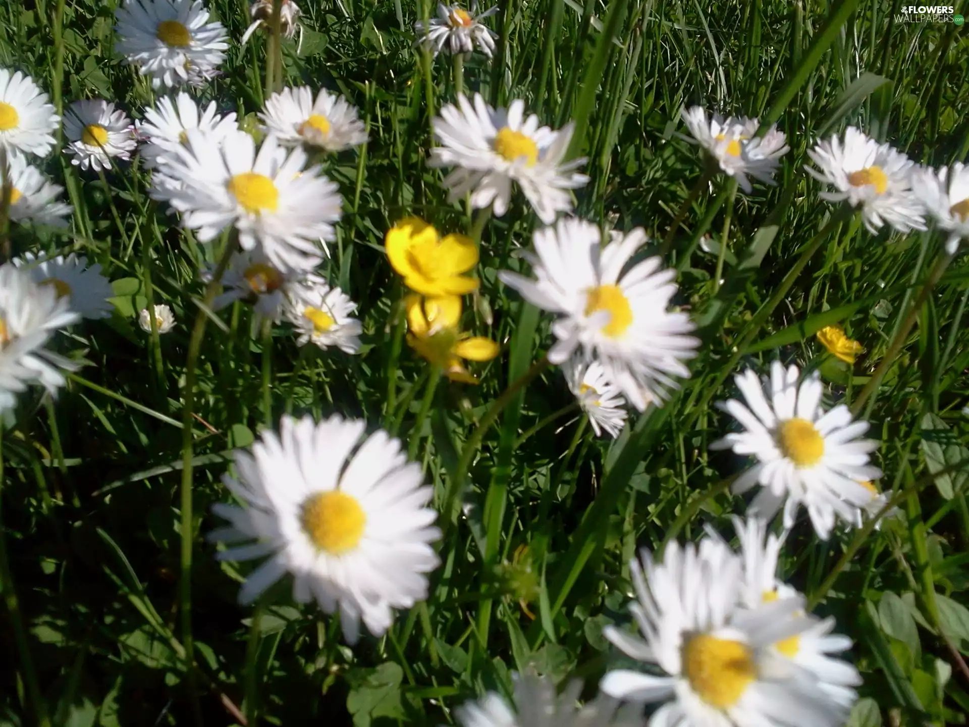 Meadow, flourishing, daisies