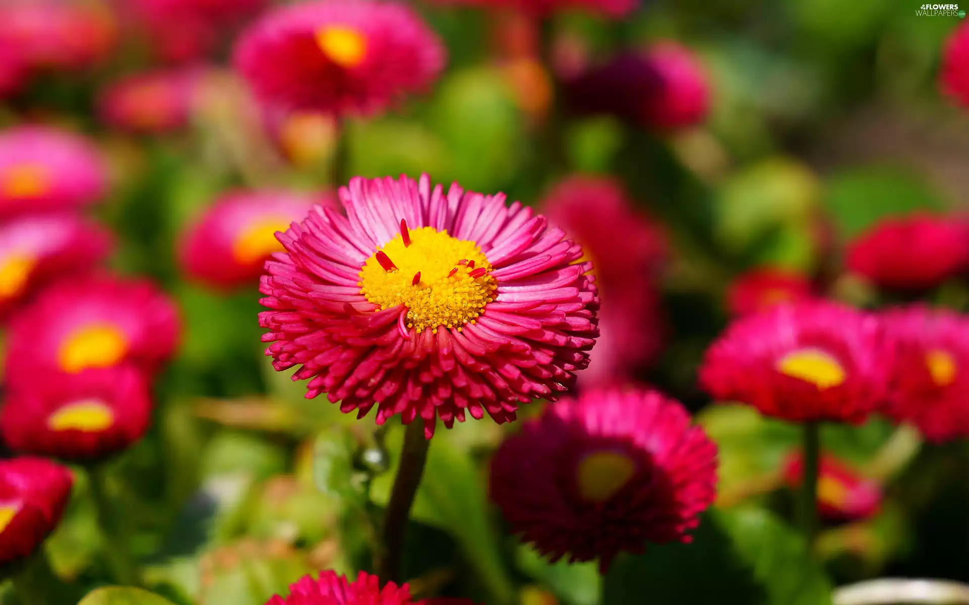 Meadow, Pink, daisies